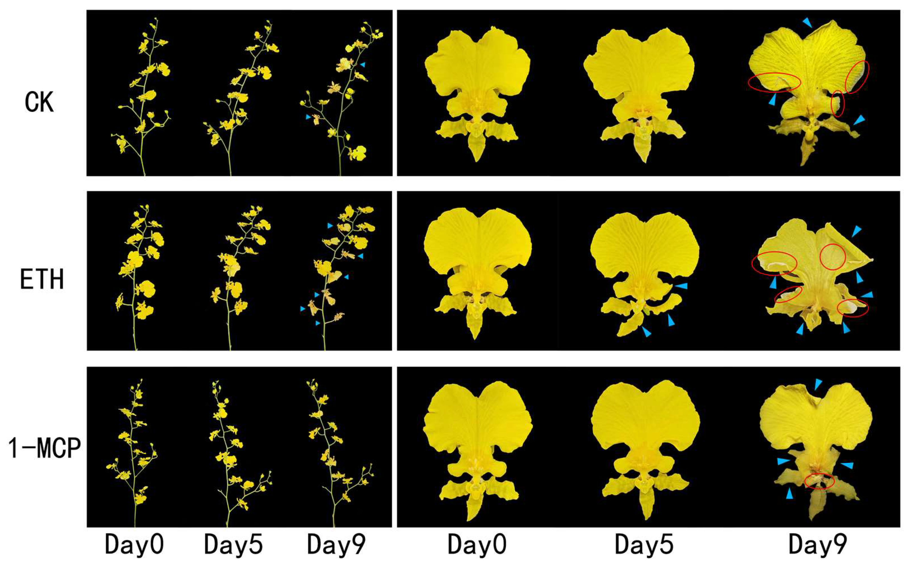 Horticulturae 11 00386 g002