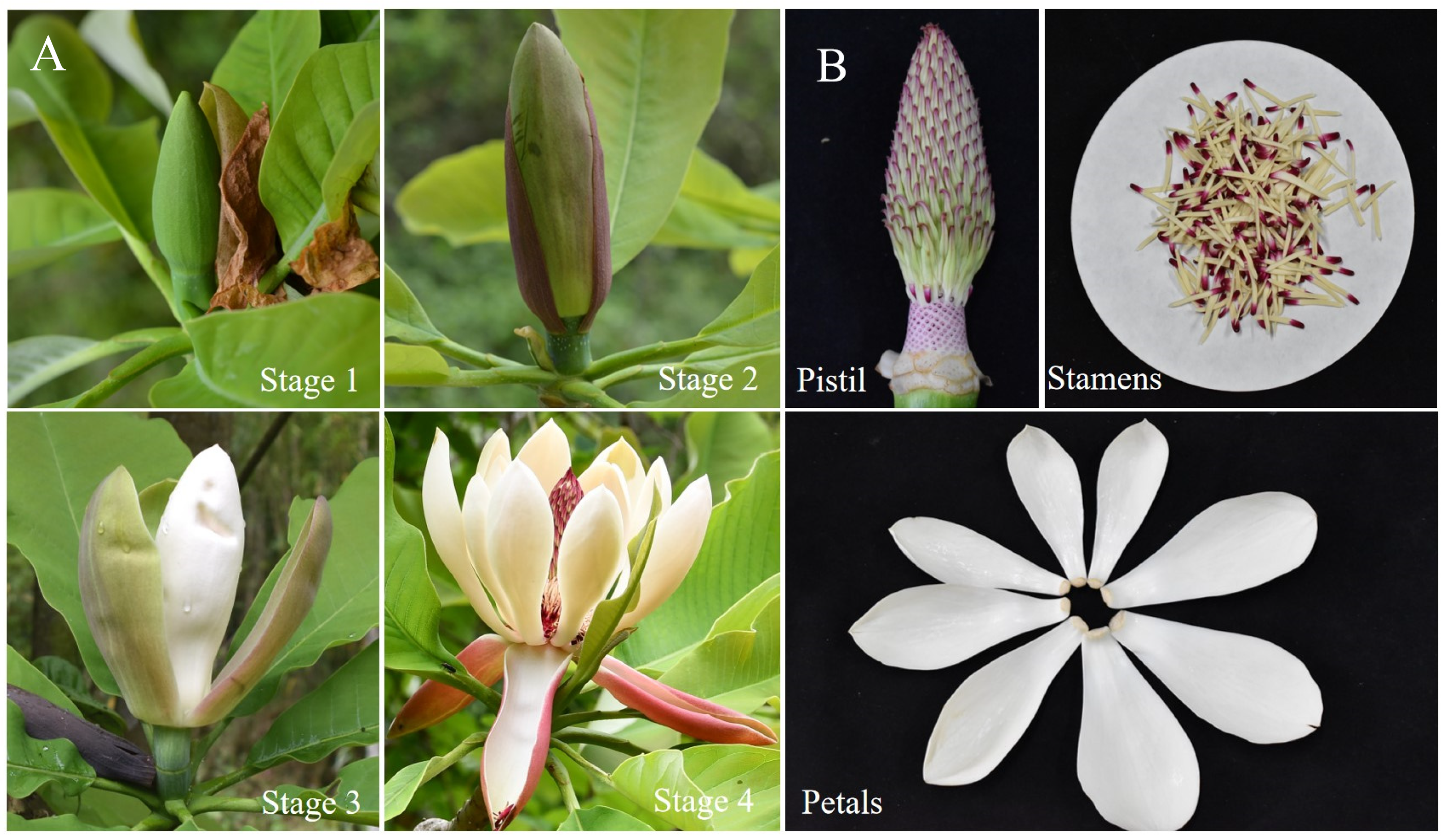 Horticulturae 11 00387 g001
