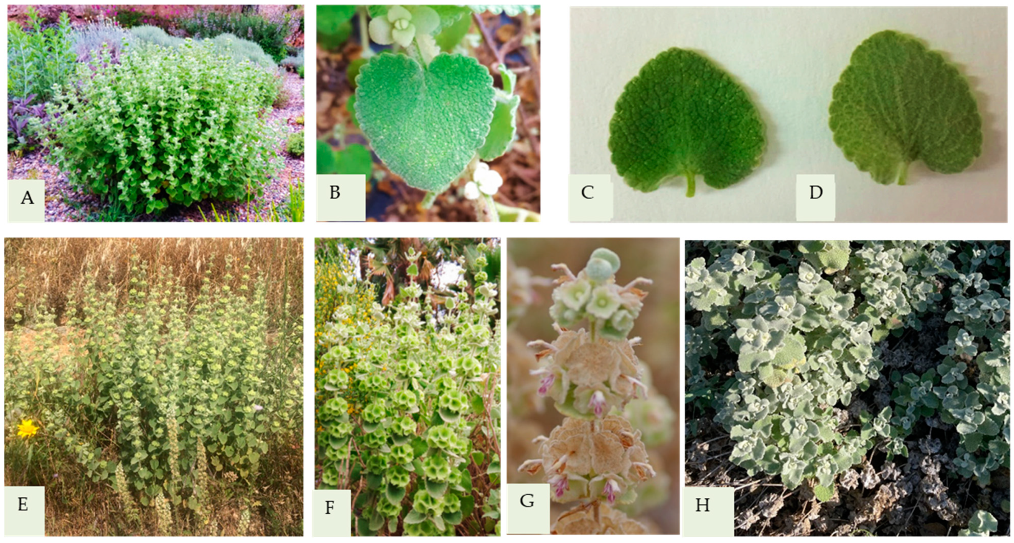 Horticulturae 11 00390 g001 Horticulturae 11 00390 g001