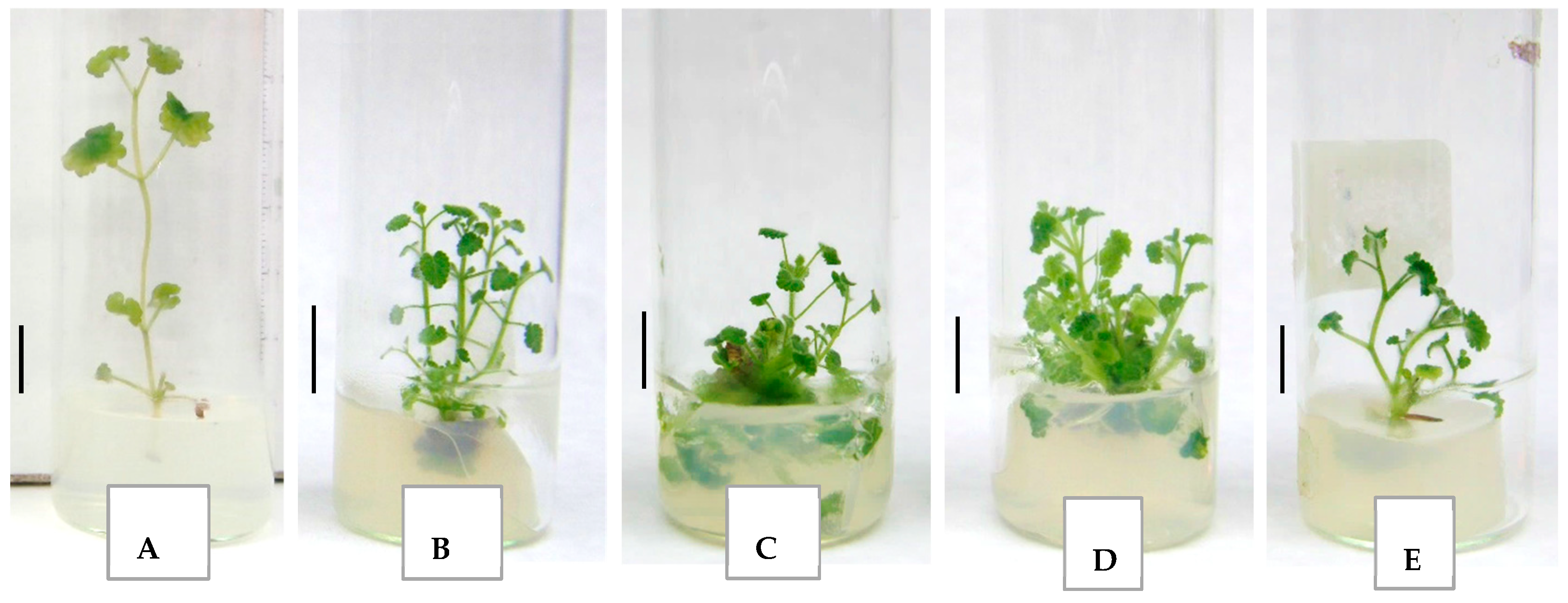 Horticulturae 11 00390 g004 Horticulturae 11 00390 g004