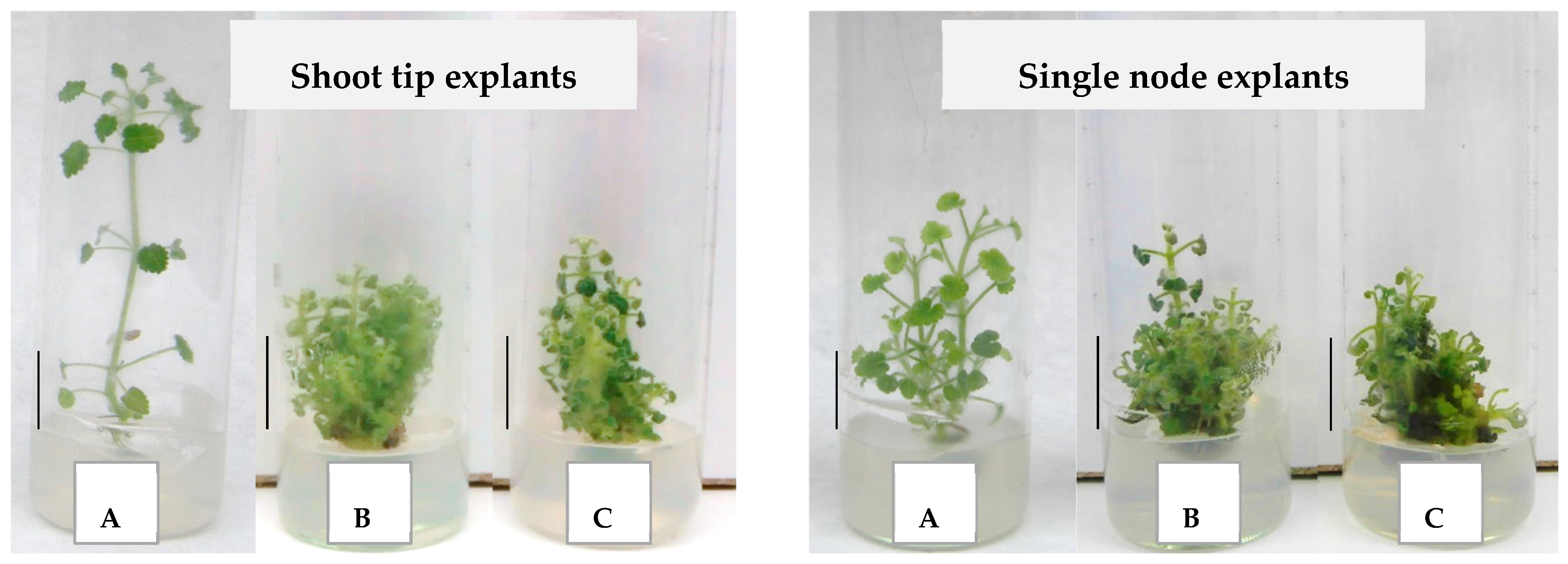 Horticulturae 11 00390 g008 Horticulturae 11 00390 g008