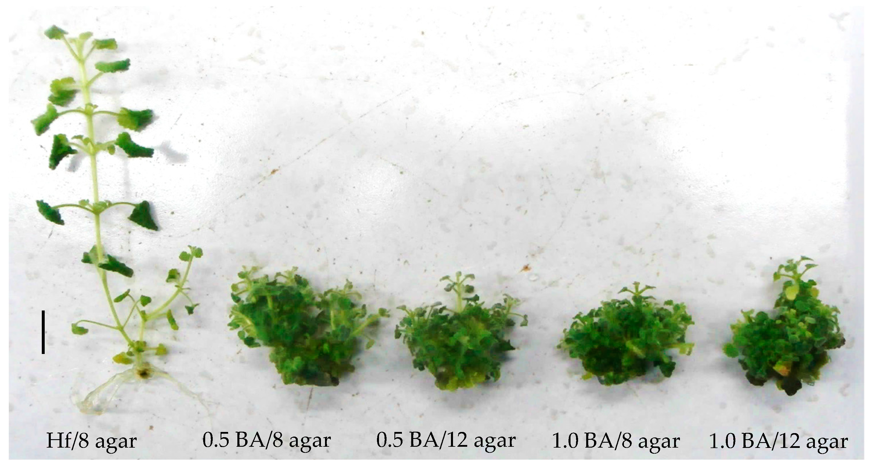 Horticulturae 11 00390 g009 Horticulturae 11 00390 g009