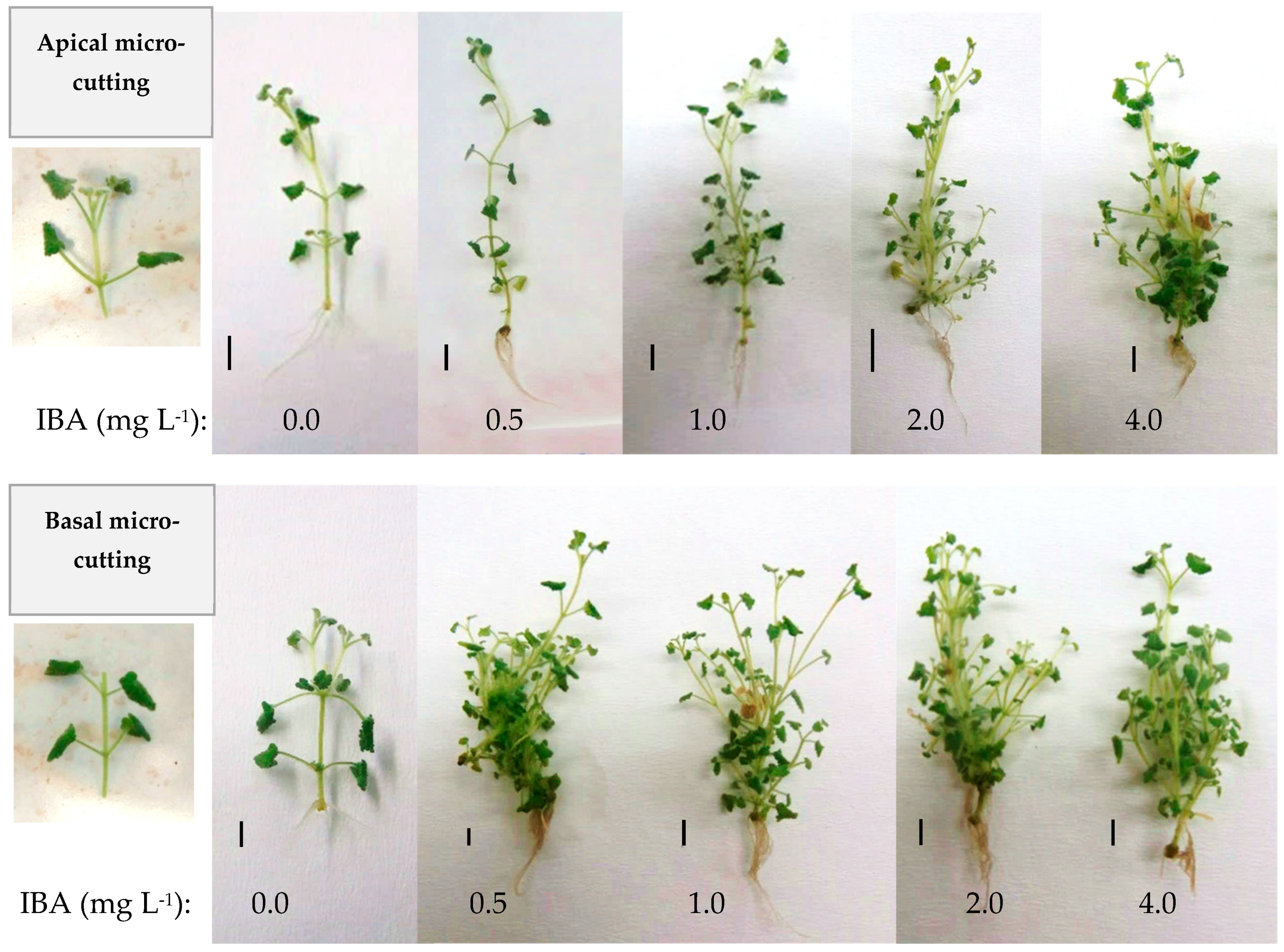 Horticulturae 11 00390 g011 Horticulturae 11 00390 g011