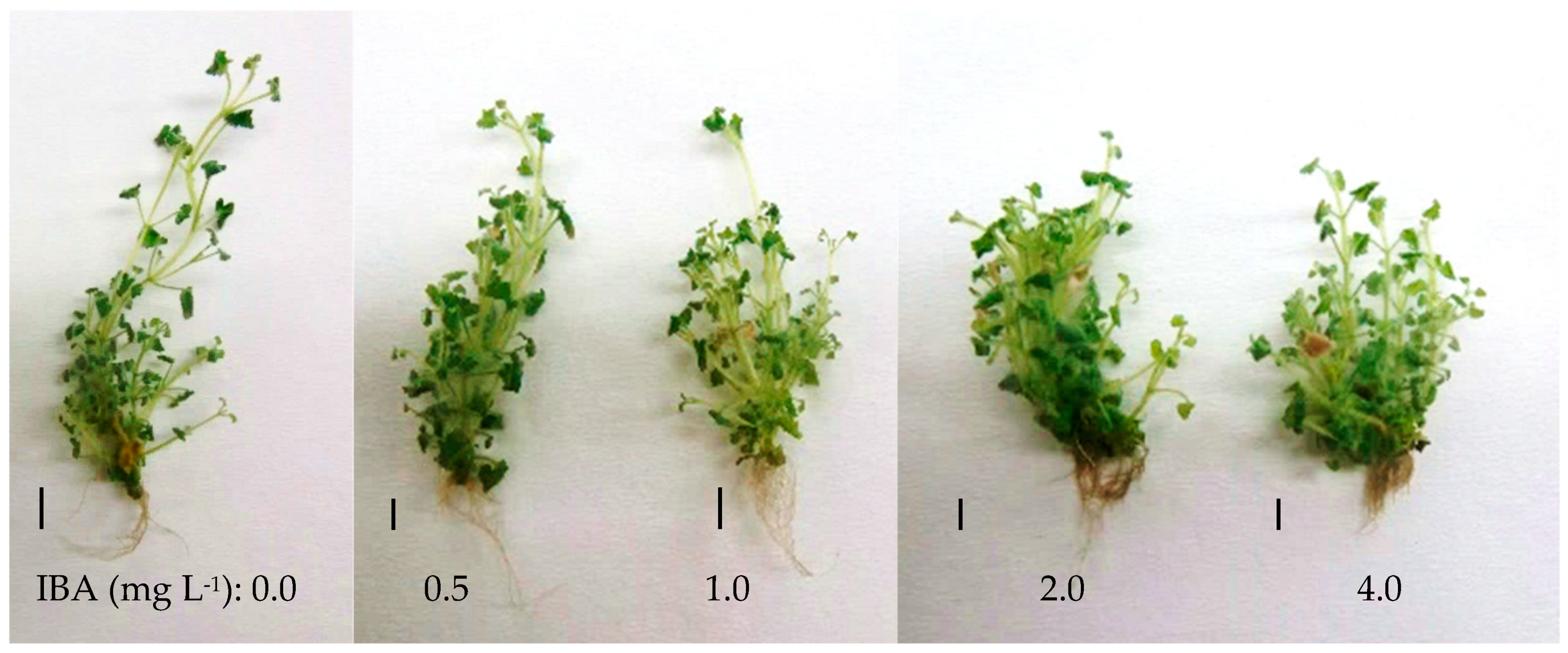 Horticulturae 11 00390 g013 Horticulturae 11 00390 g013