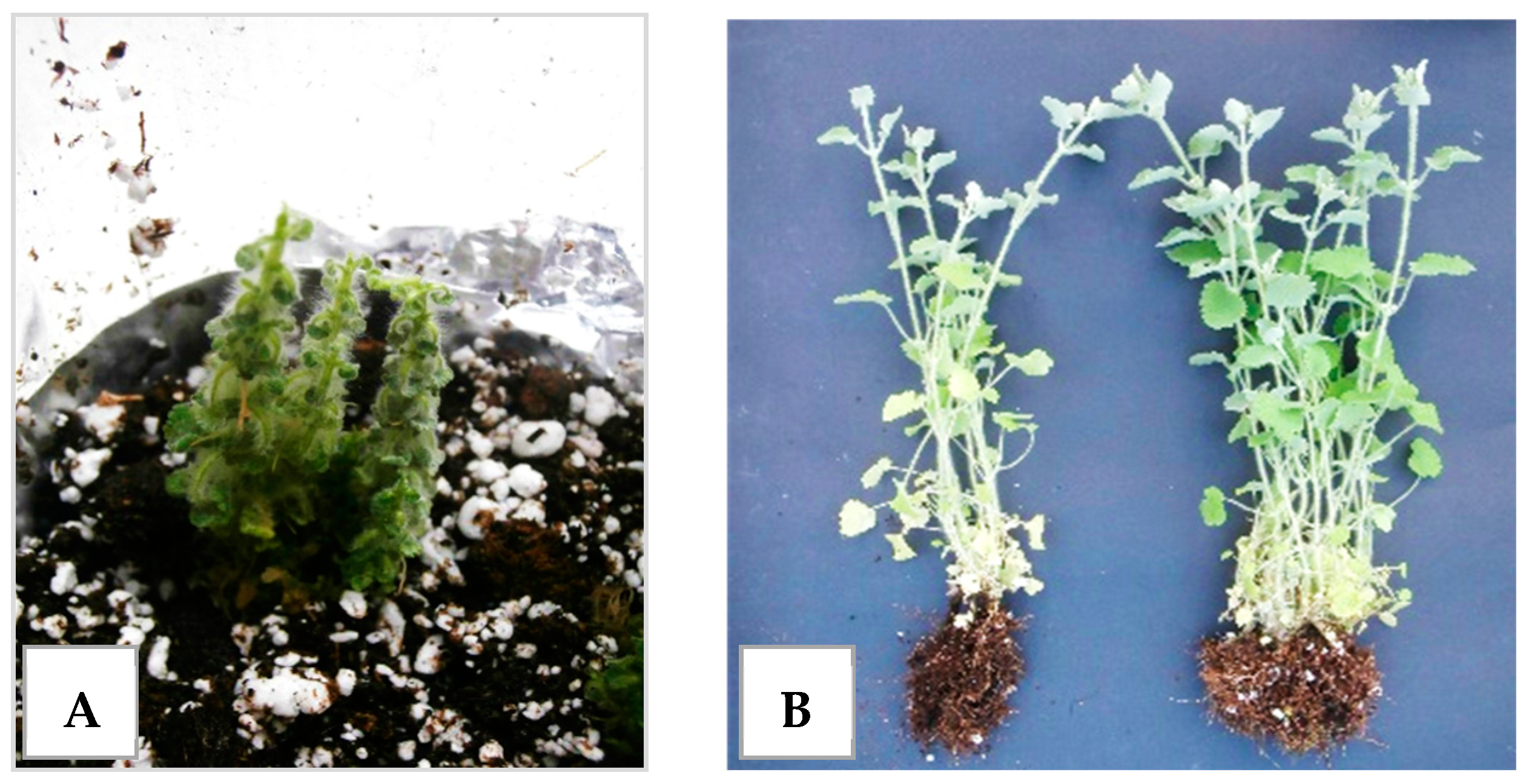 Horticulturae 11 00390 g014 Horticulturae 11 00390 g014