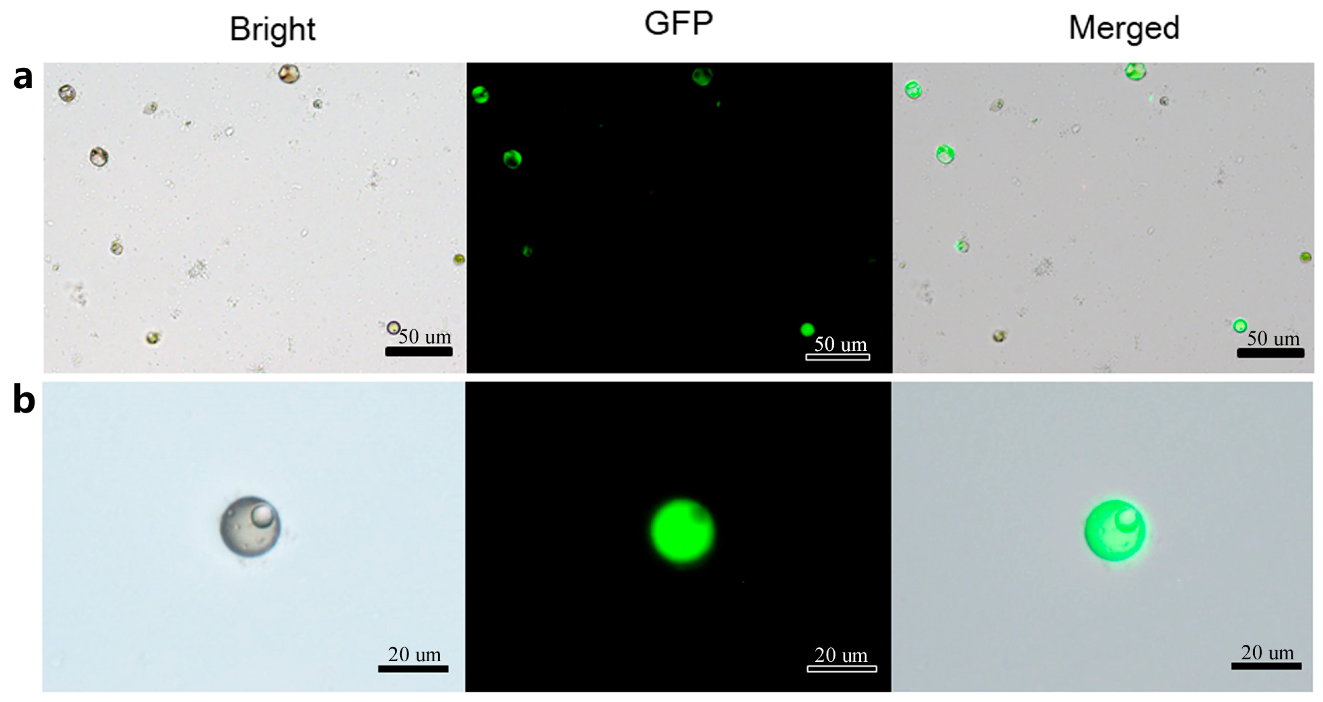 Horticulturae 11 00391 g007