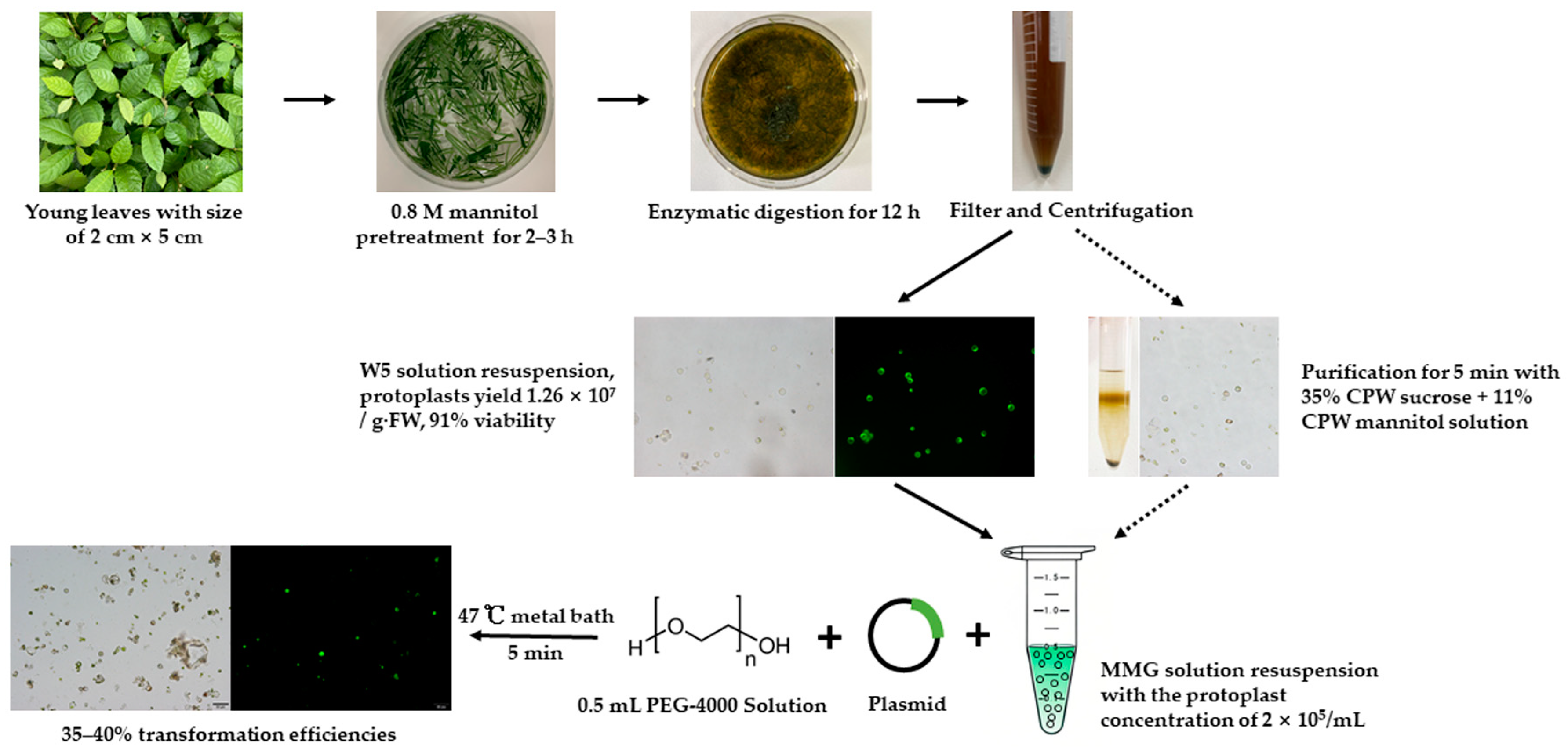 Horticulturae 11 00391 g009