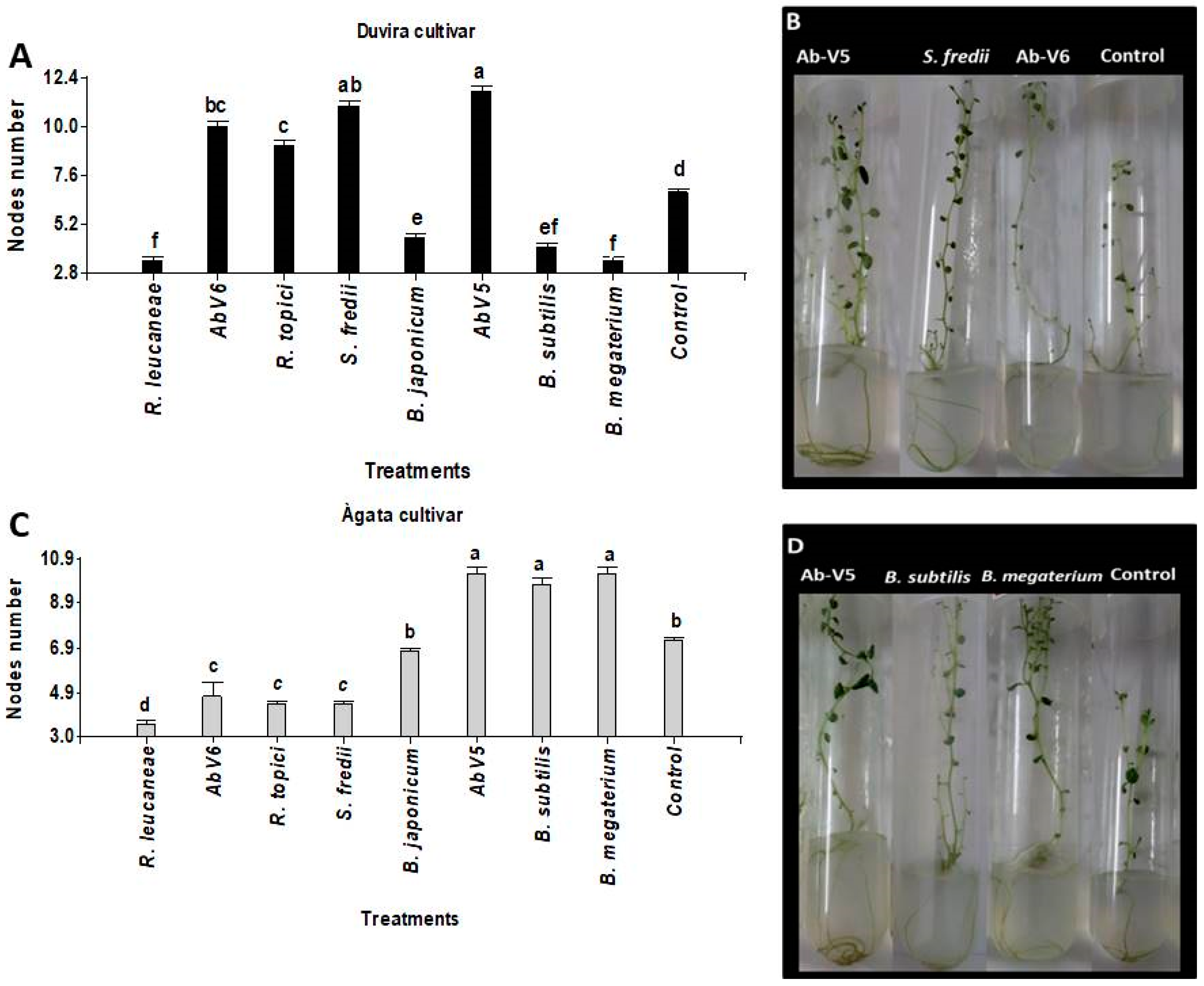 Horticulturae 11 00393 g003