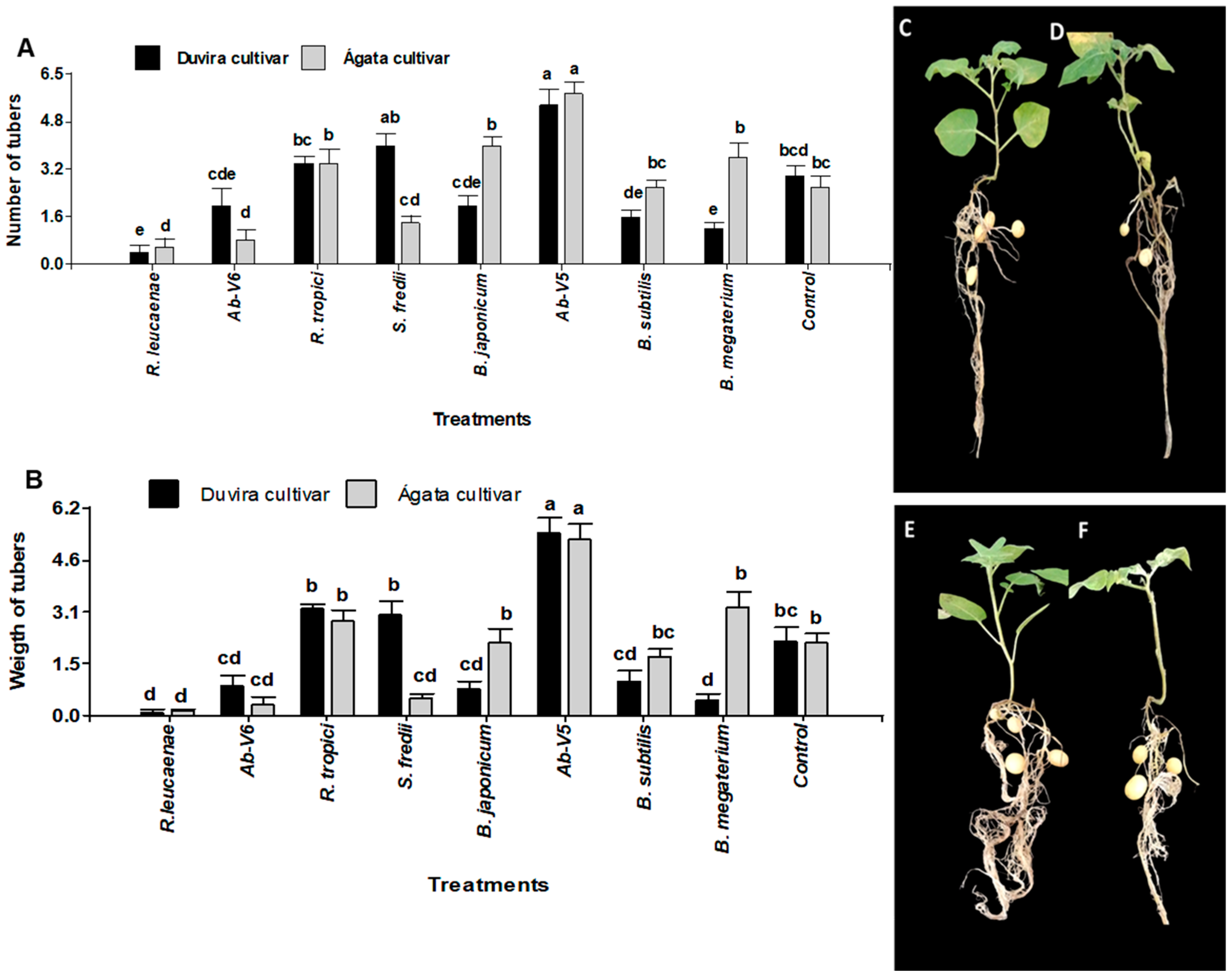 Horticulturae 11 00393 g005