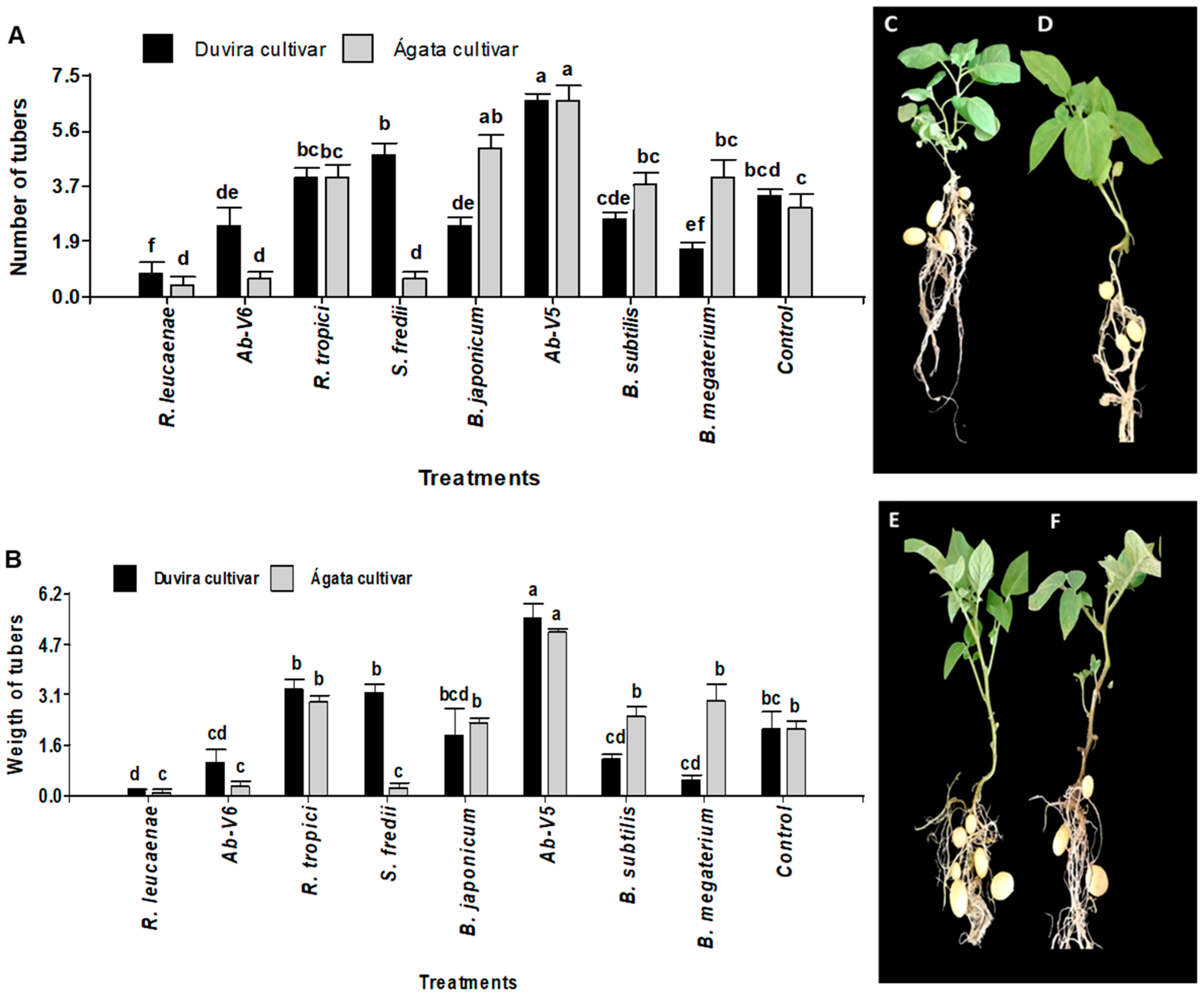 Horticulturae 11 00393 g006