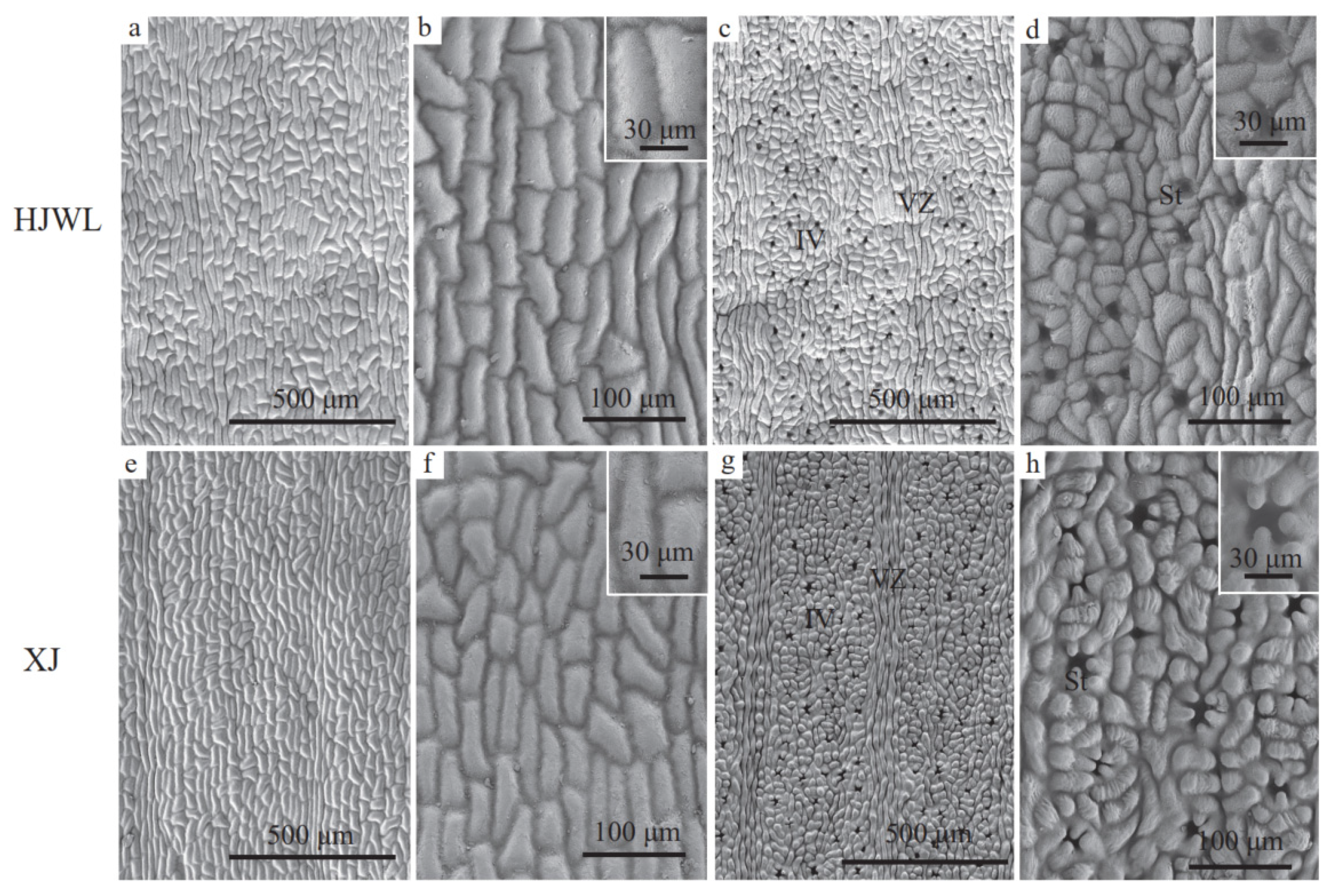 Horticulturae 11 00395 g005