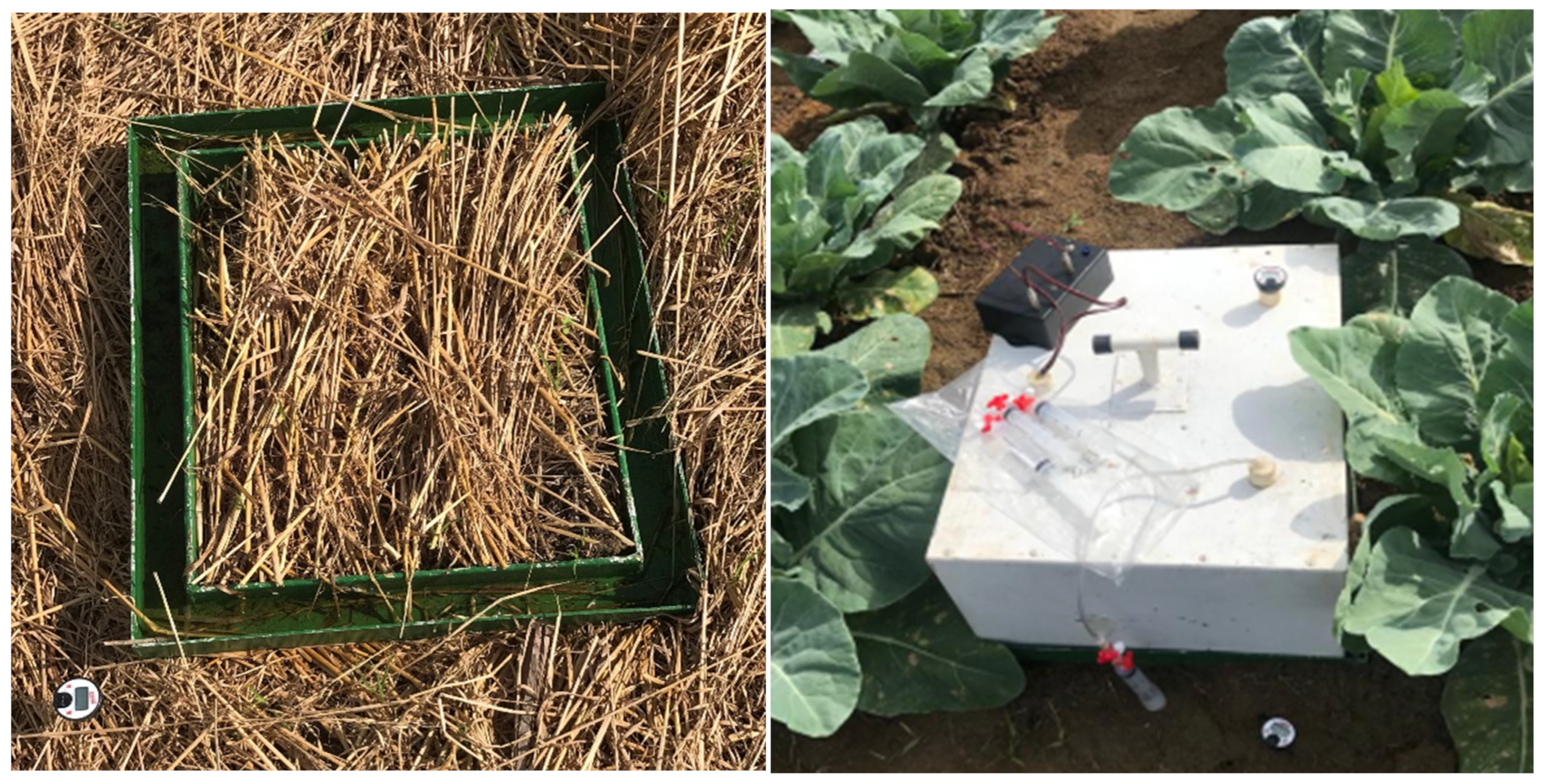 Horticulturae 11 00396 g003 Horticulturae 11 00396 g003