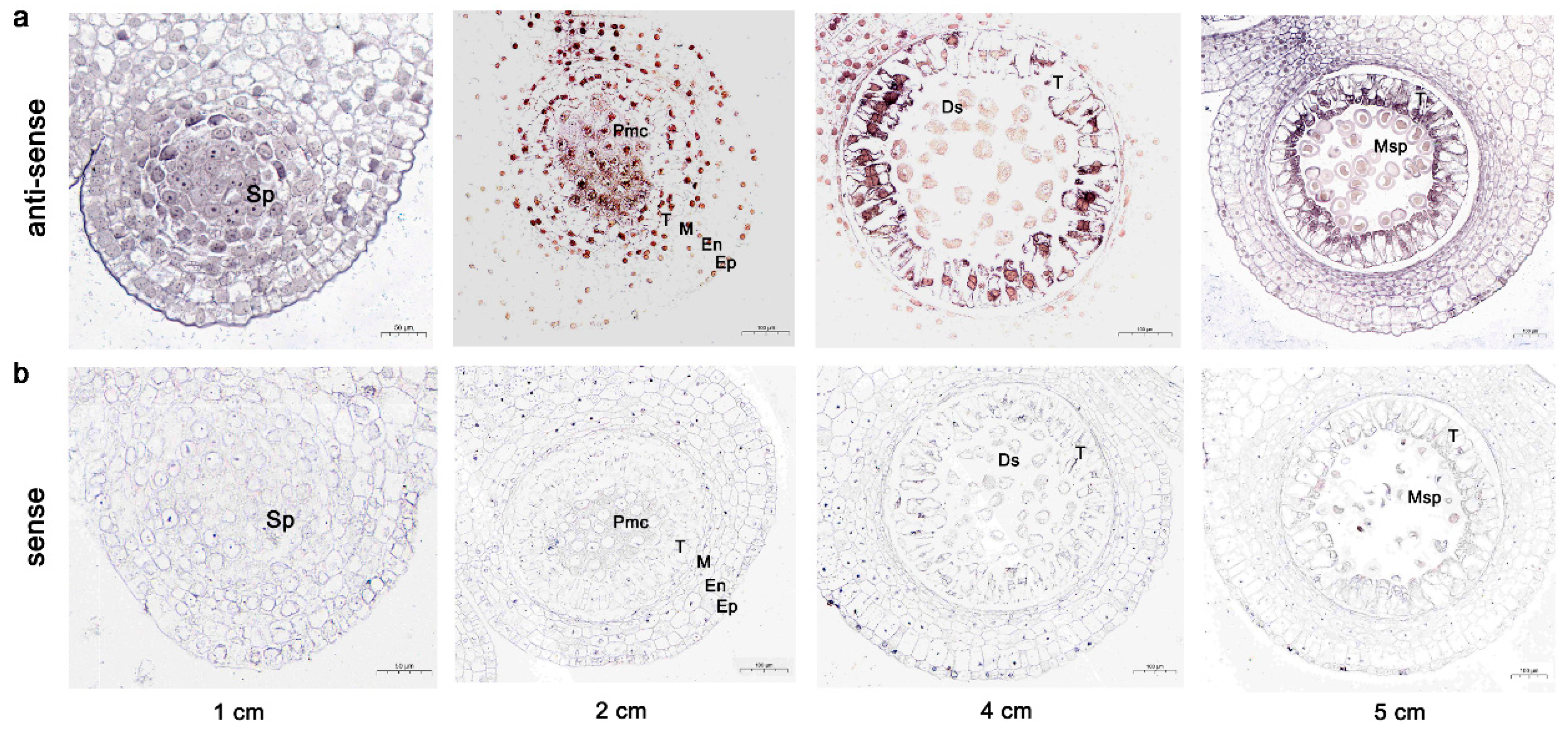 Horticulturae 11 00398 g005