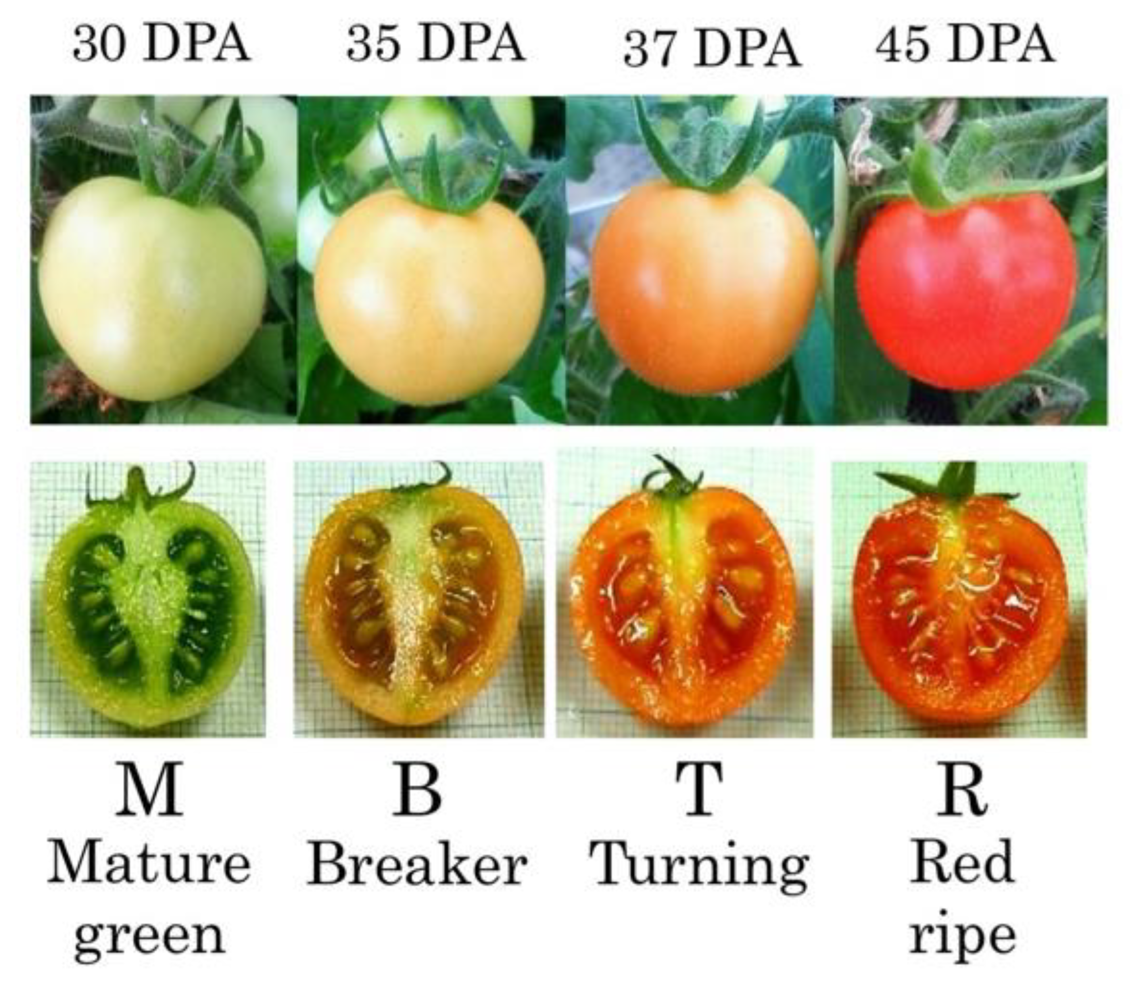 Horticulturae 11 00400 g001