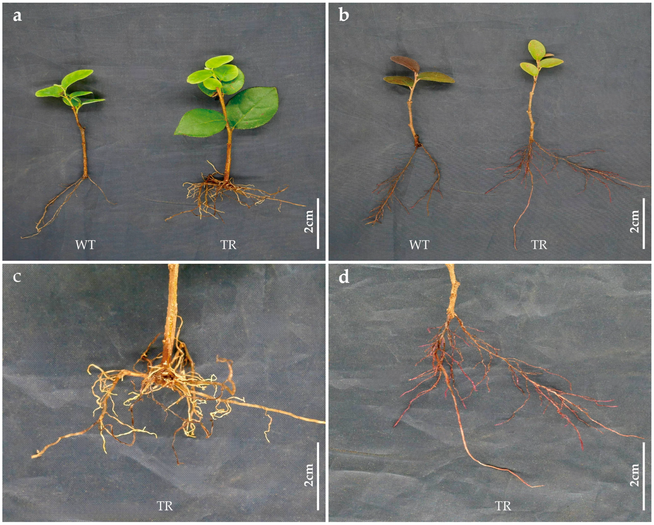 Horticulturae 11 00404 g001