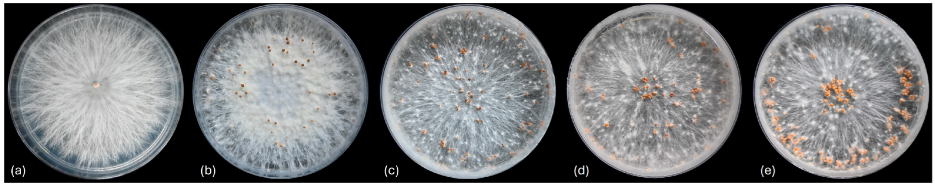 Horticulturae 11 00411 g003