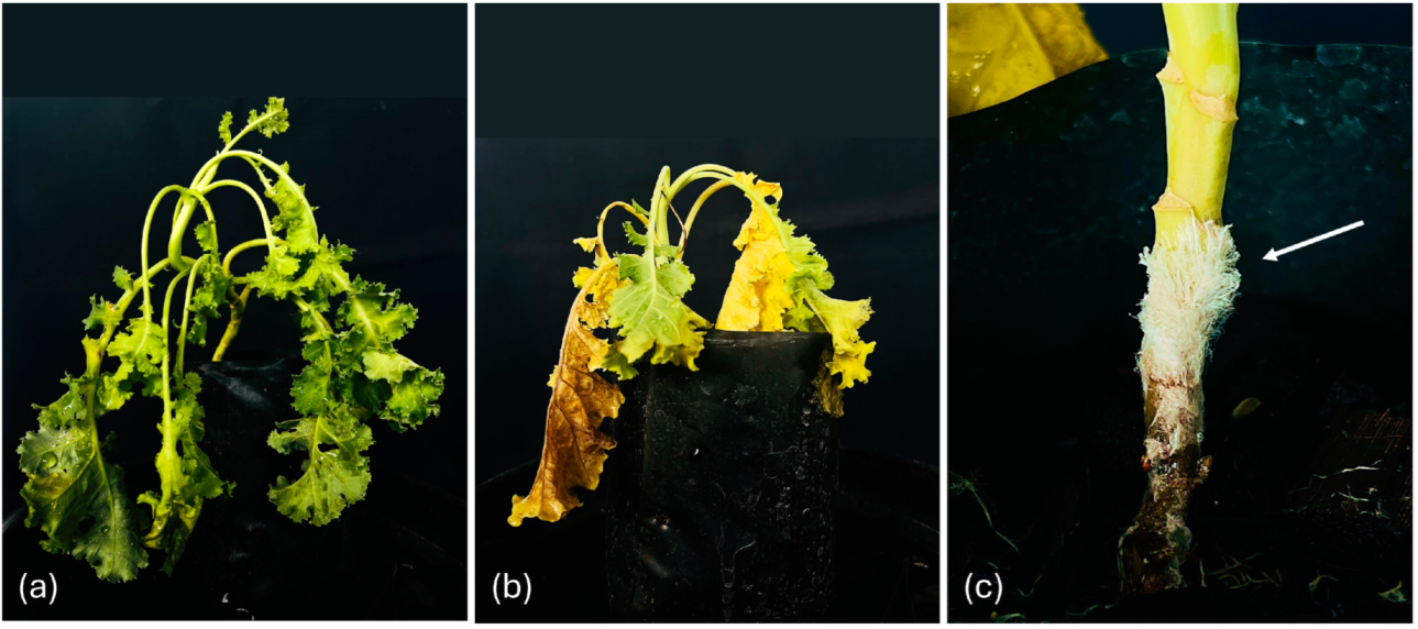 Horticulturae 11 00411 g006
