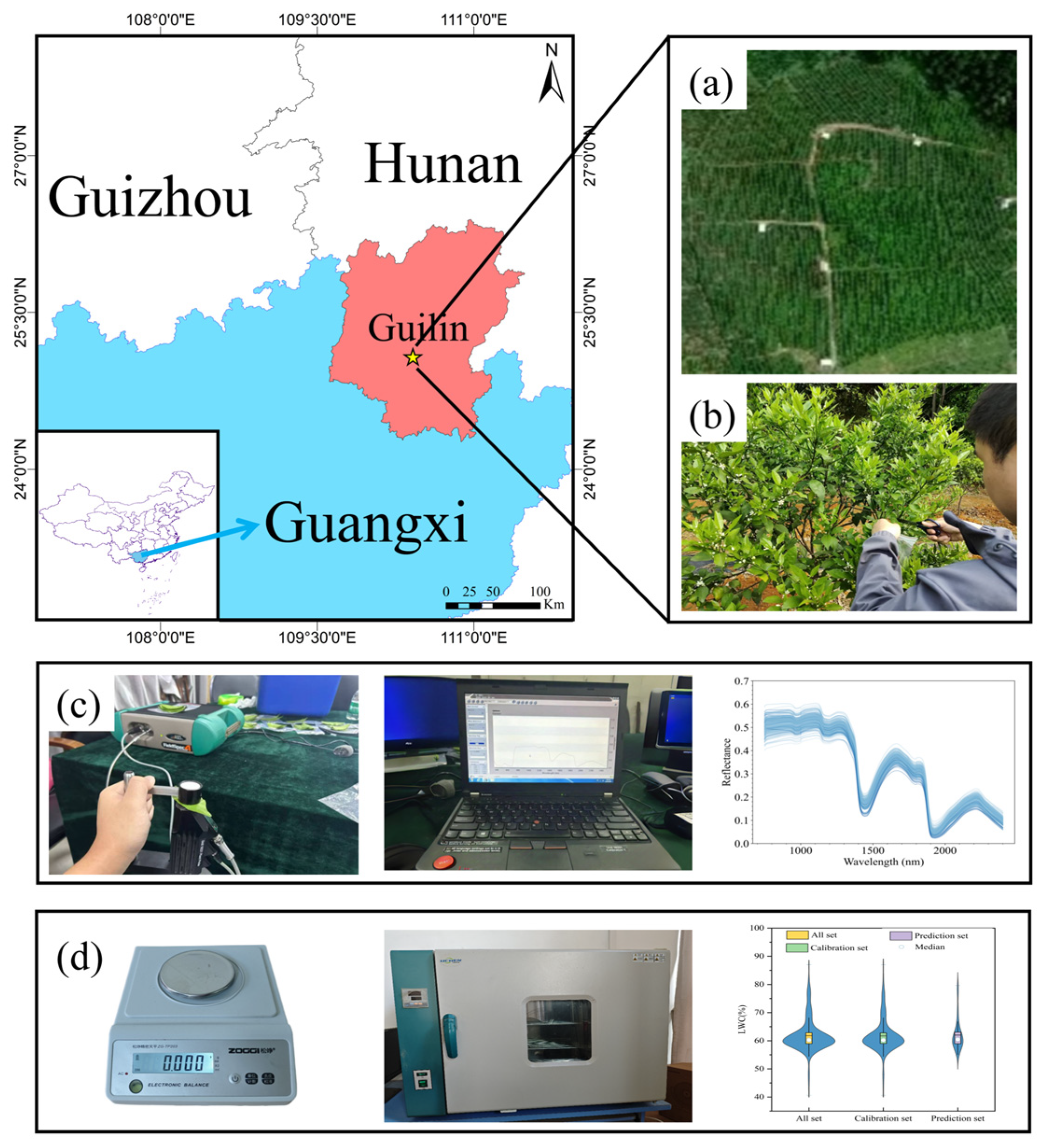 Horticulturae 11 00413 g001