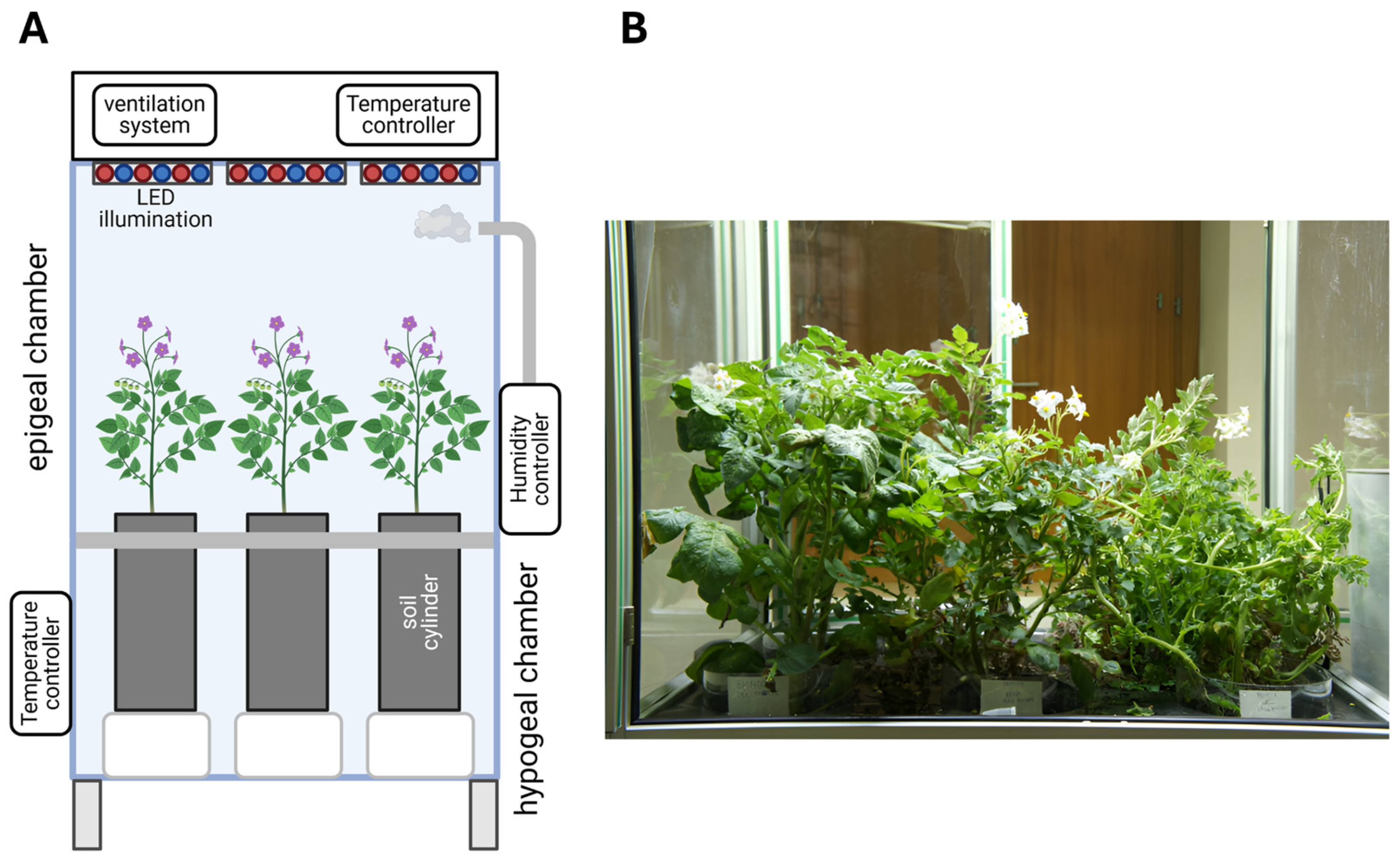 Horticulturae 11 00415 g002