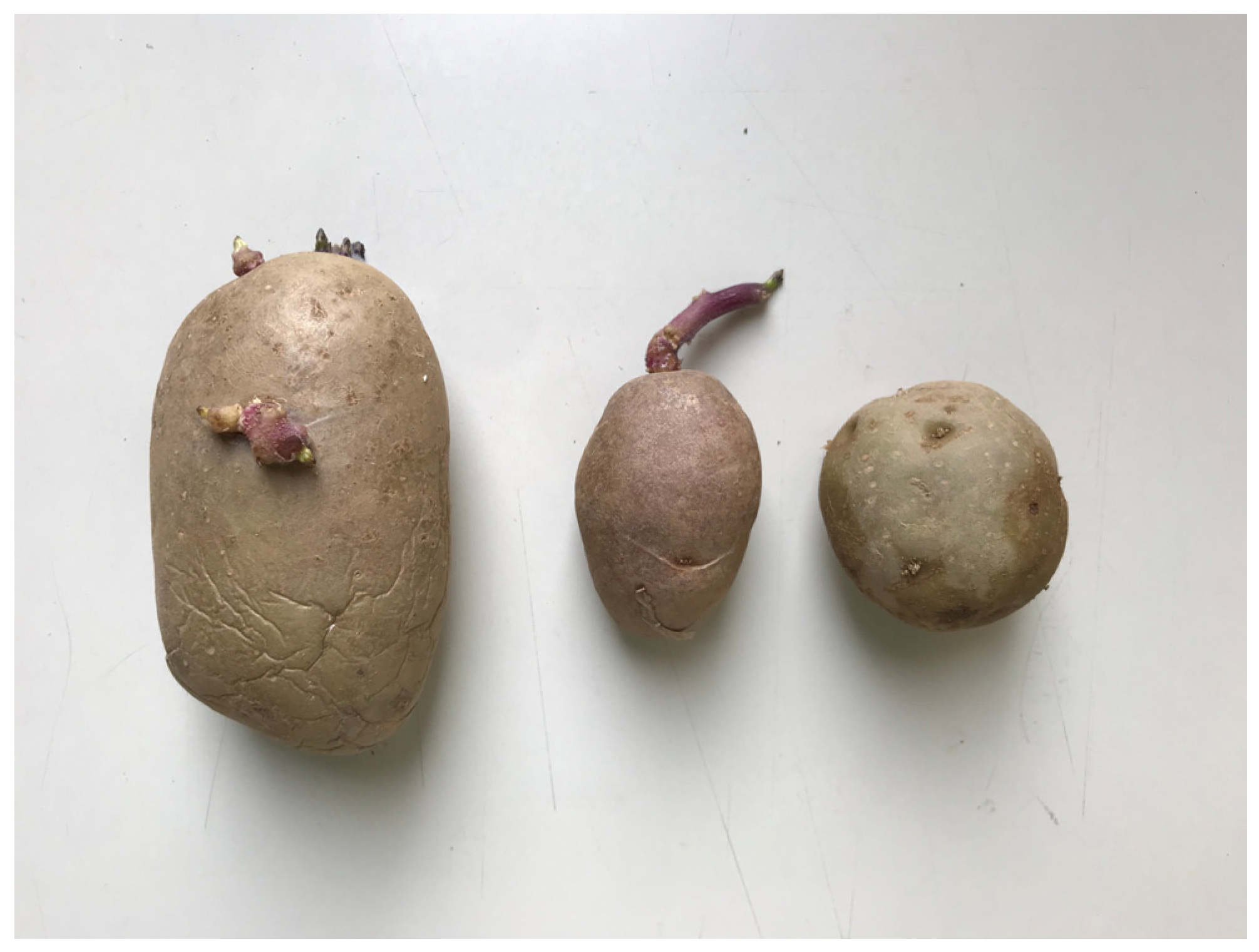 Horticulturae 11 00415 g004