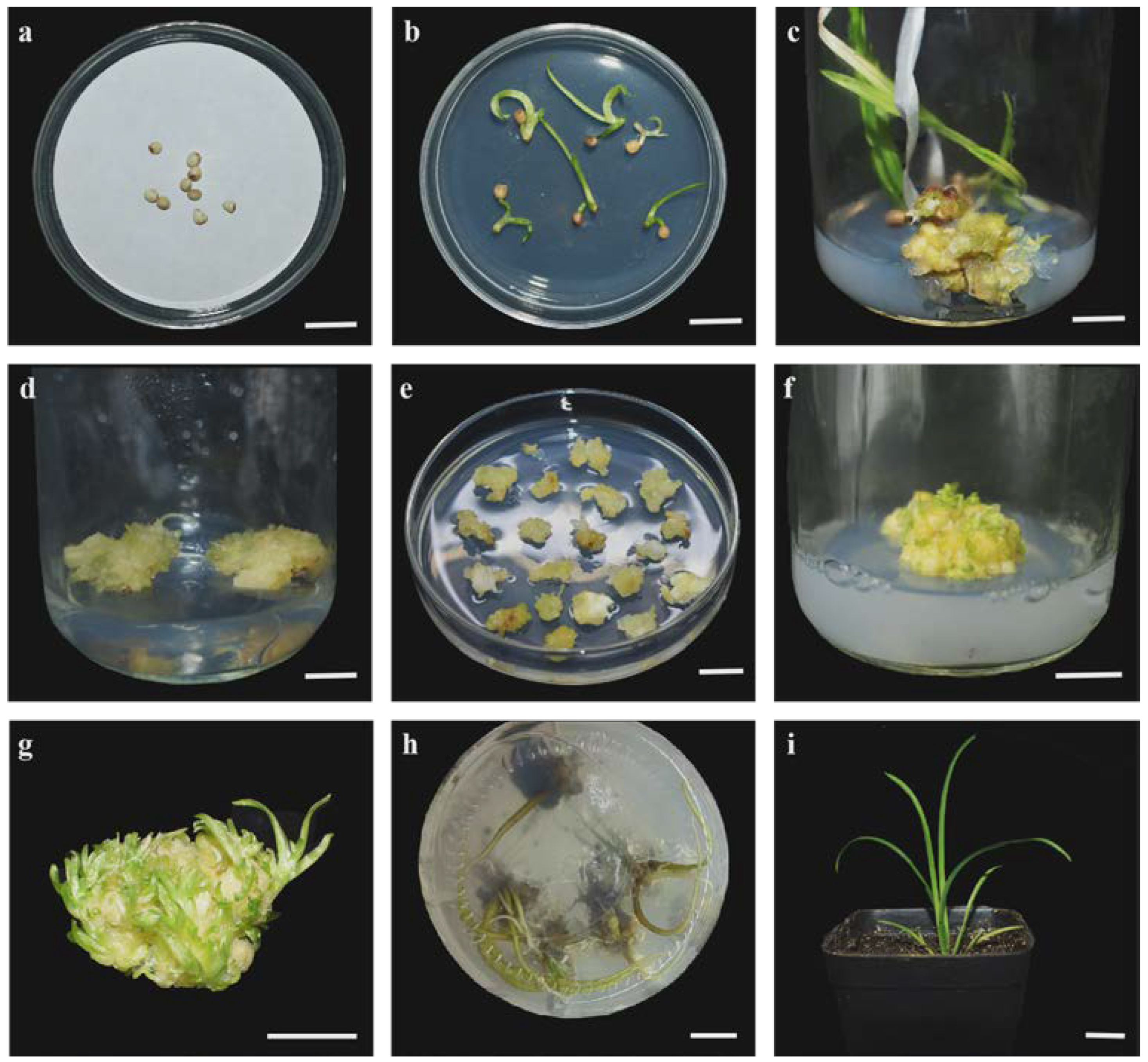 Horticulturae 11 00417 g002