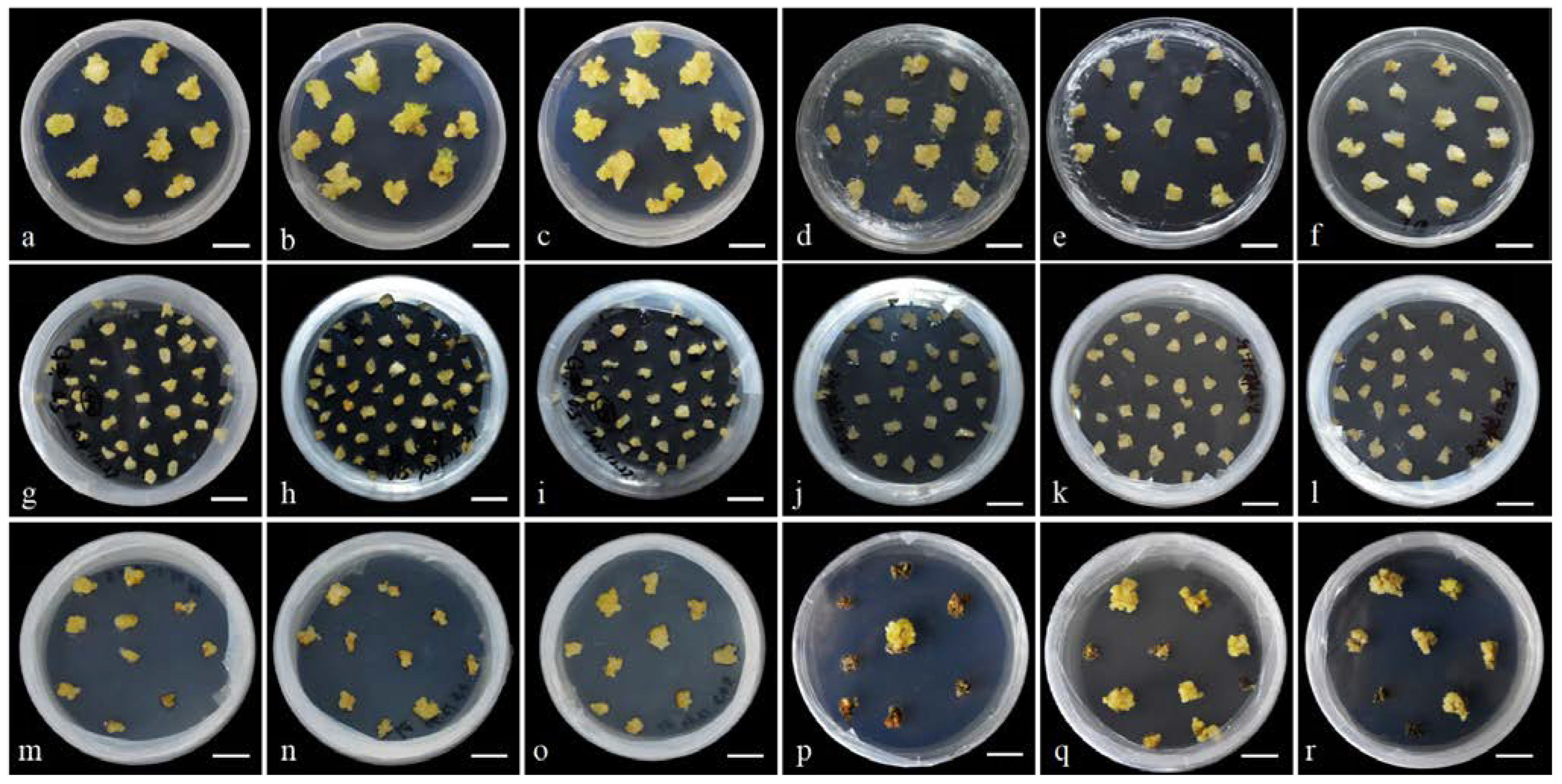 Horticulturae 11 00417 g004