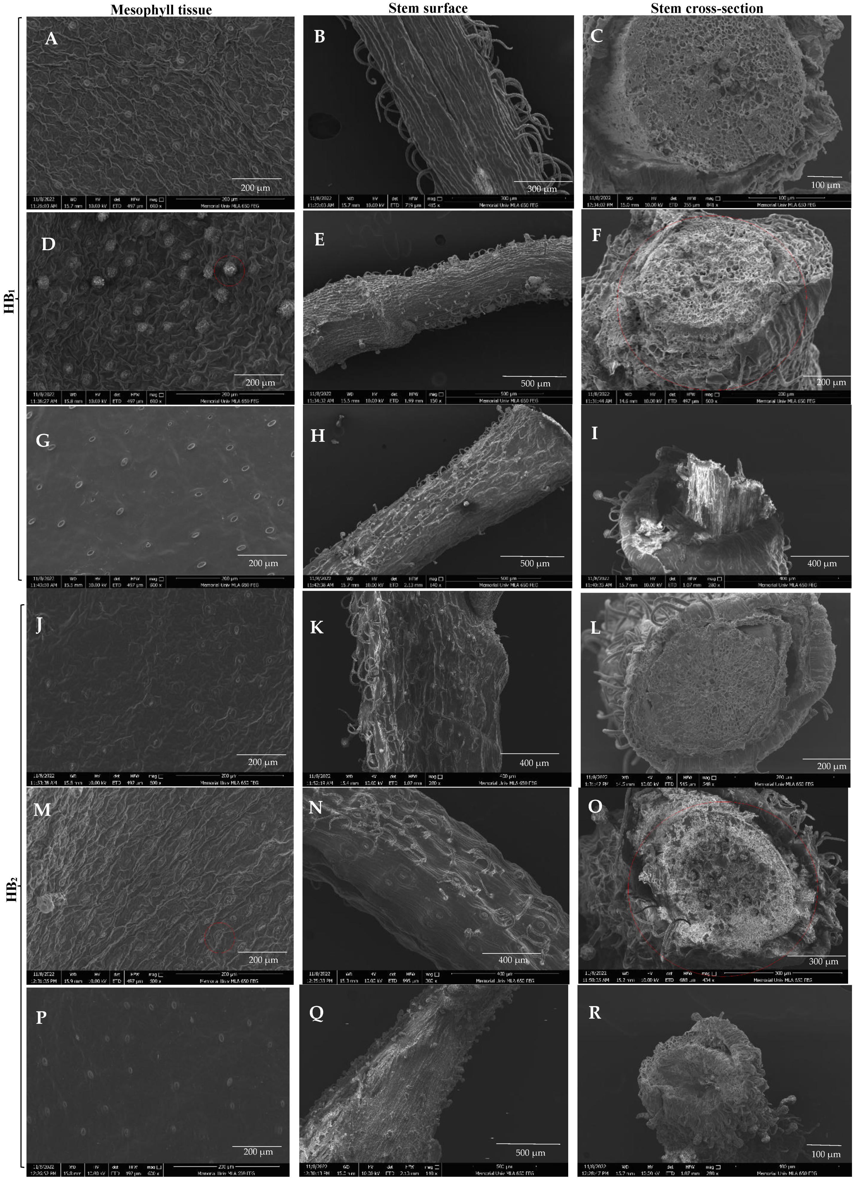 Horticulturae 11 00418 g003