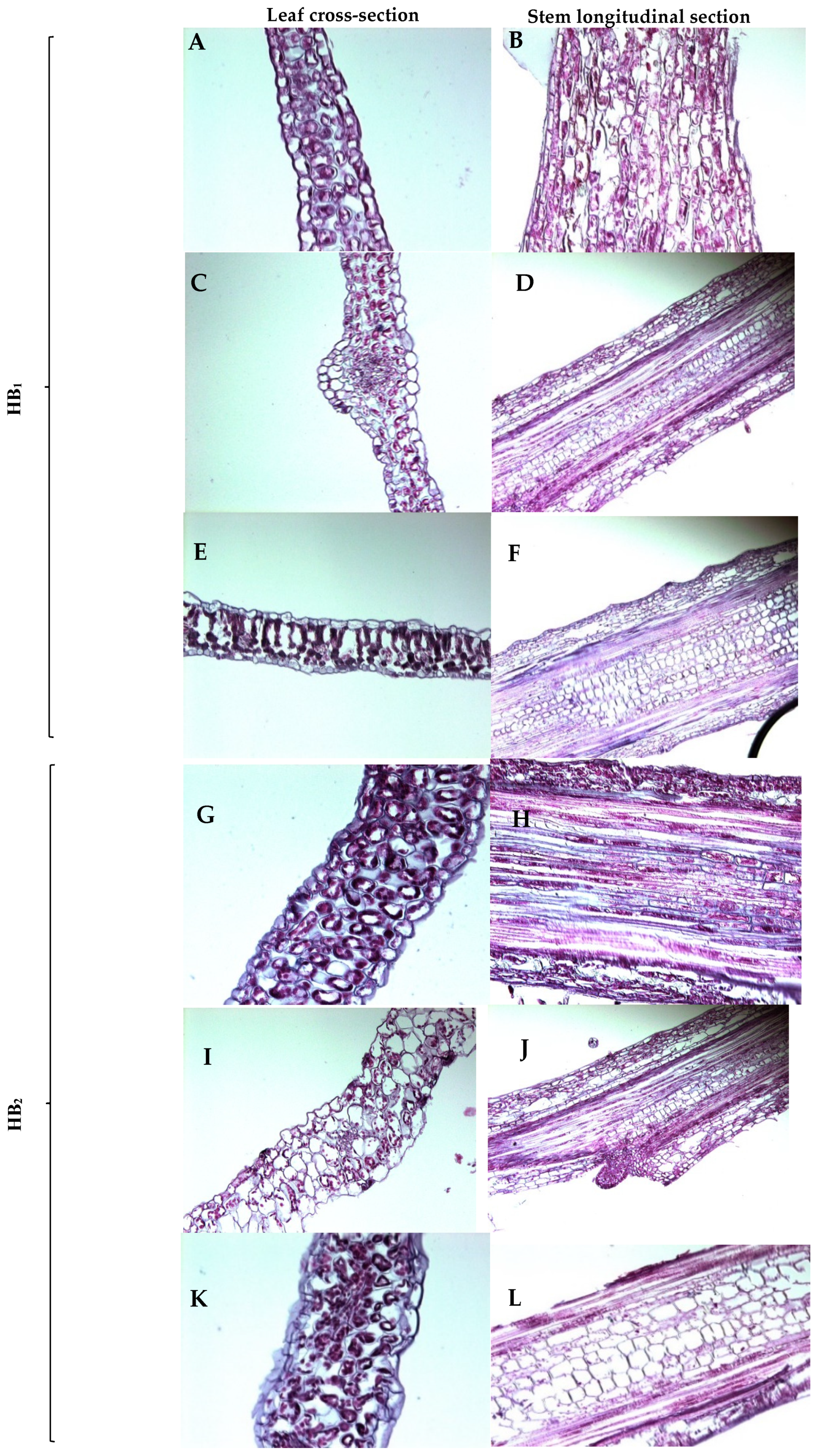 Horticulturae 11 00418 g004