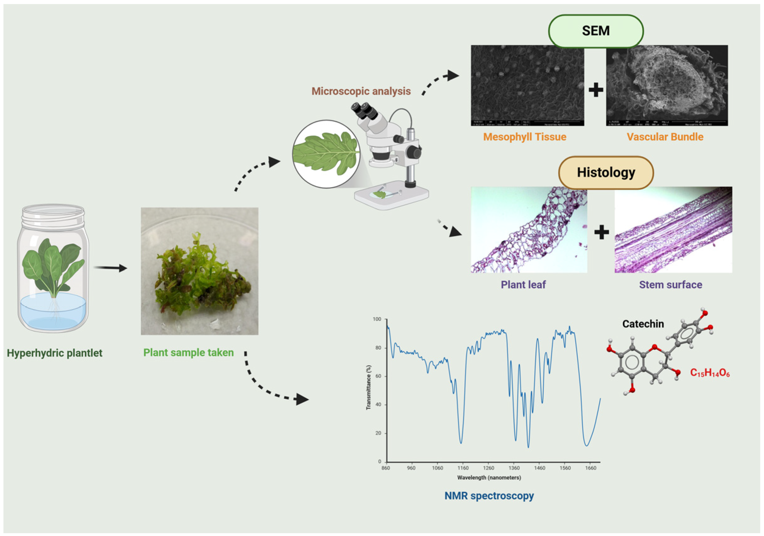 Horticulturae 11 00418 g006