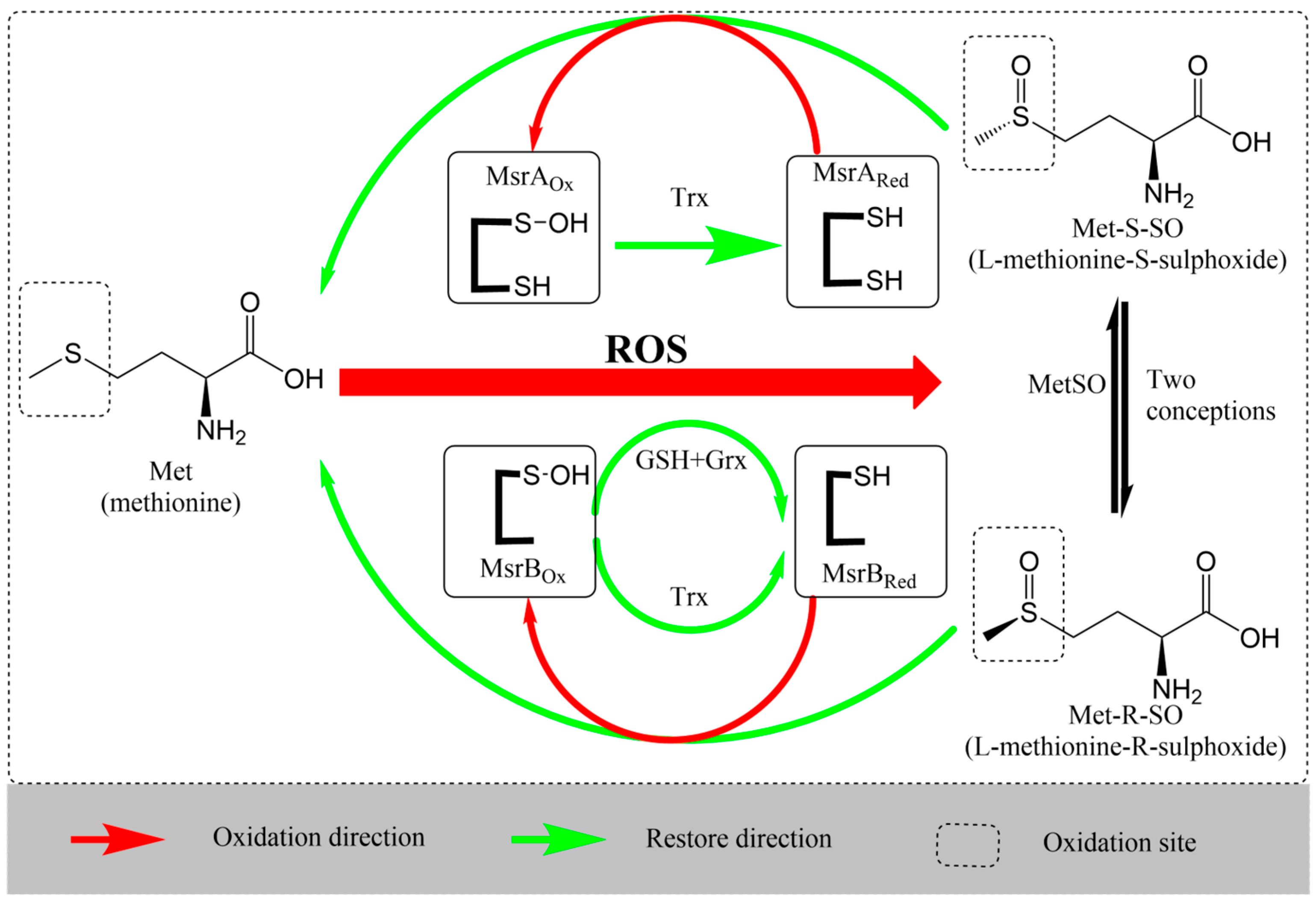 Horticulturae 11 00422 g007