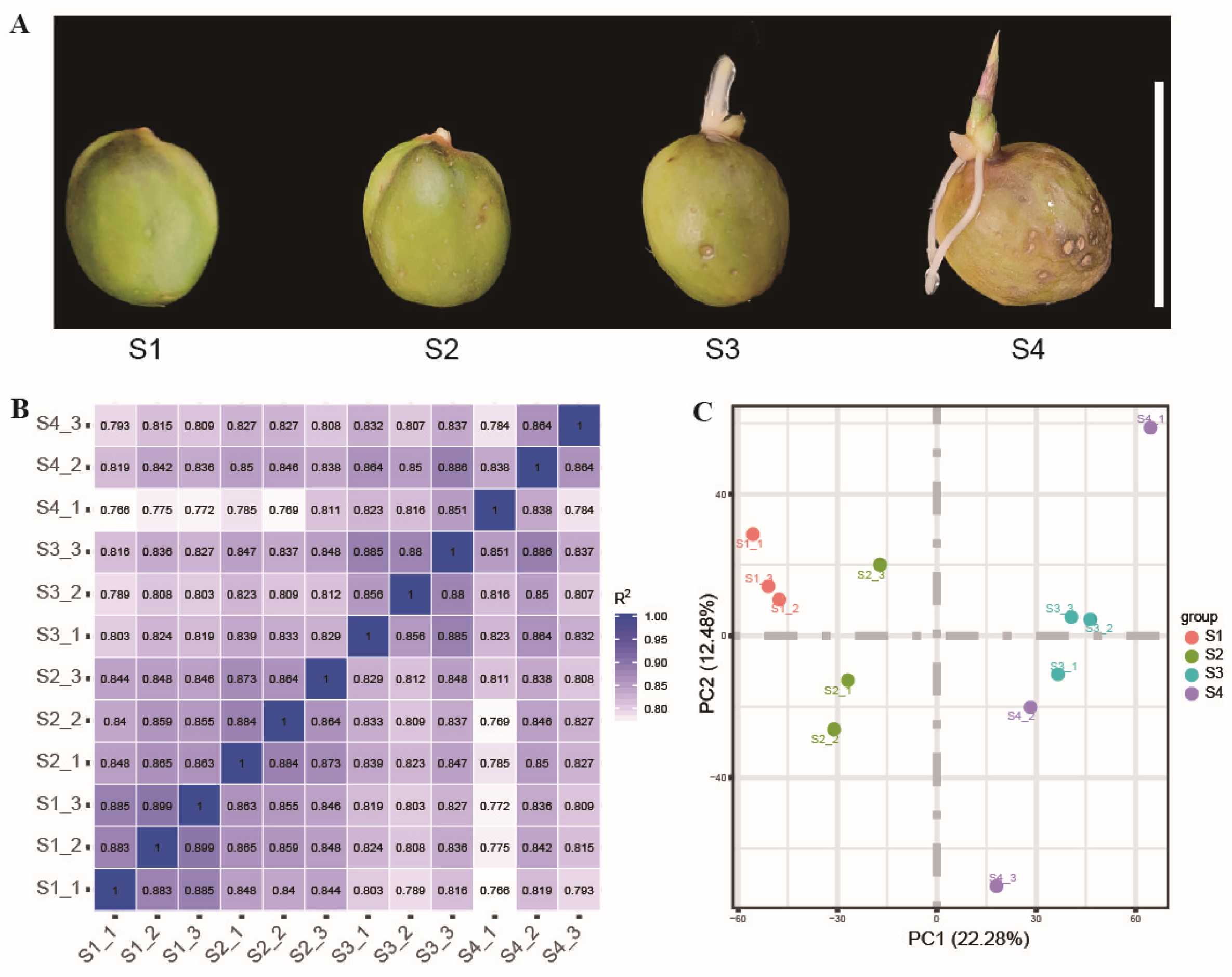 Horticulturae 11 00430 g001