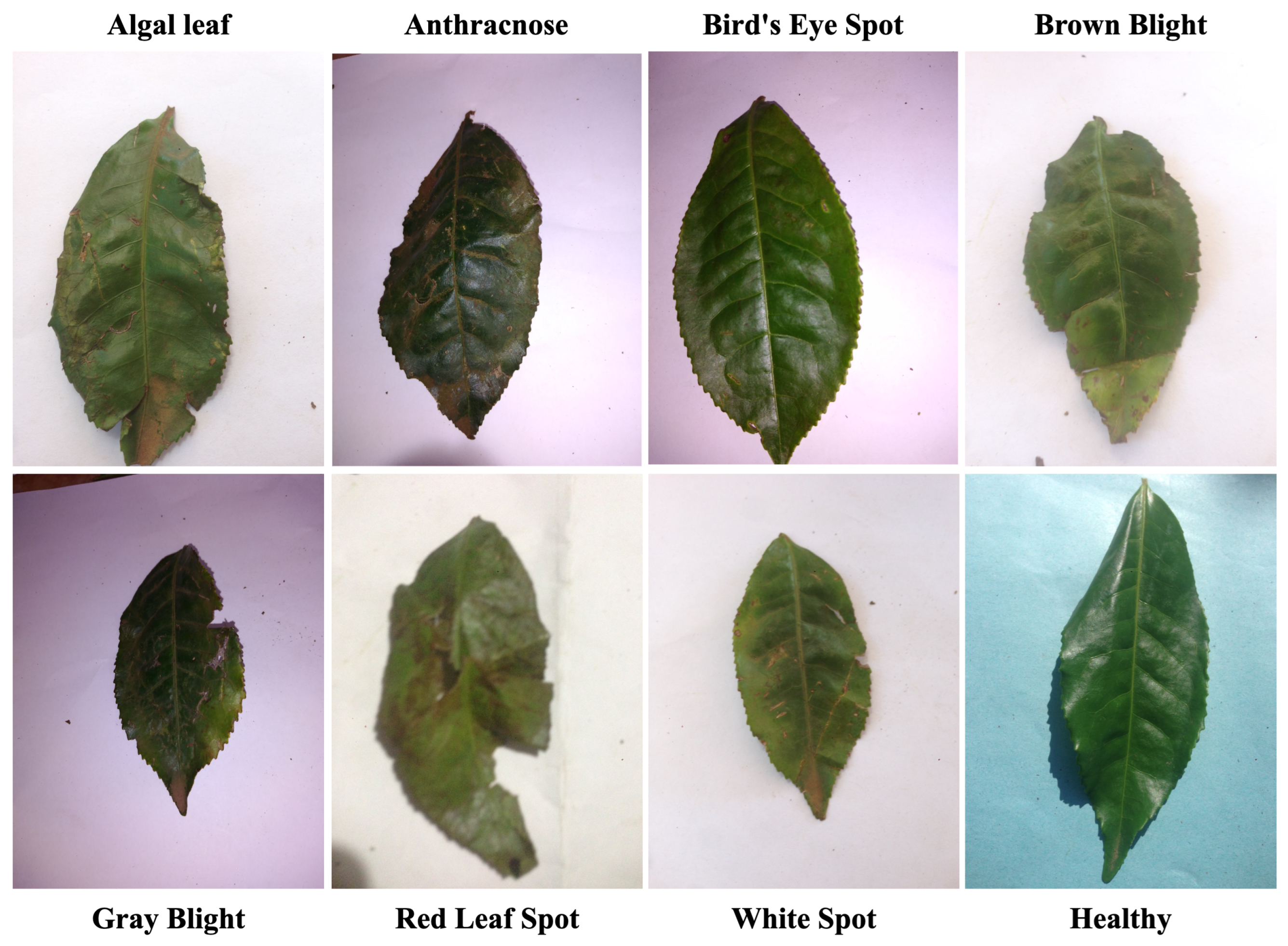 Horticulturae 11 00437 g002