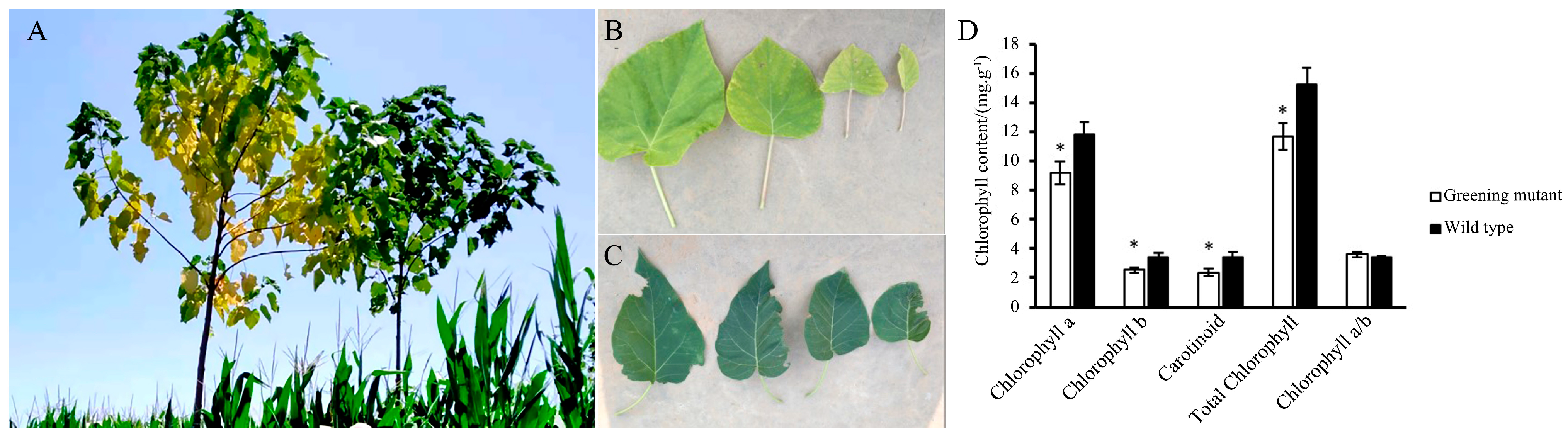 Horticulturae 11 00441 g001