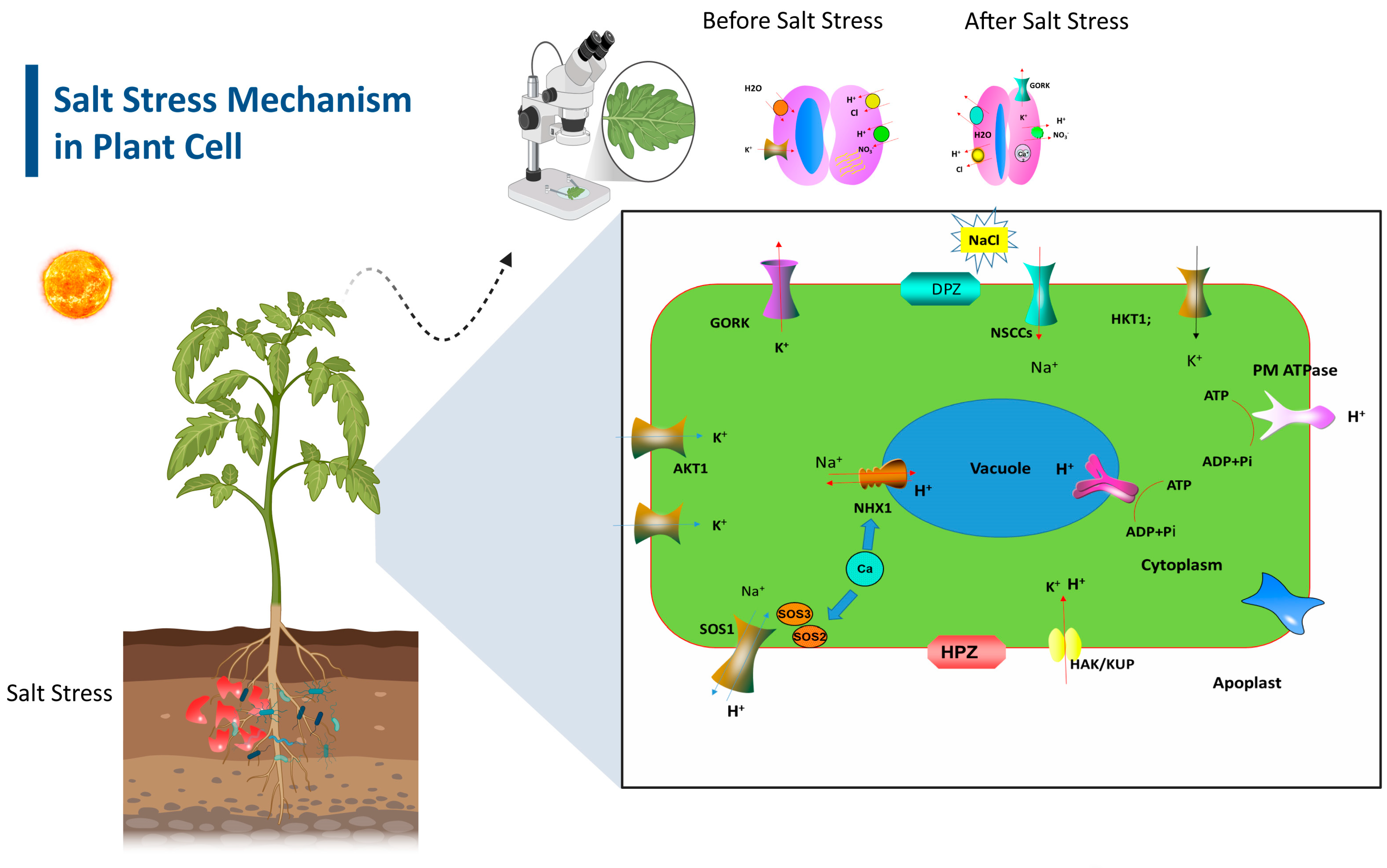 Horticulturae 11 00442 g001