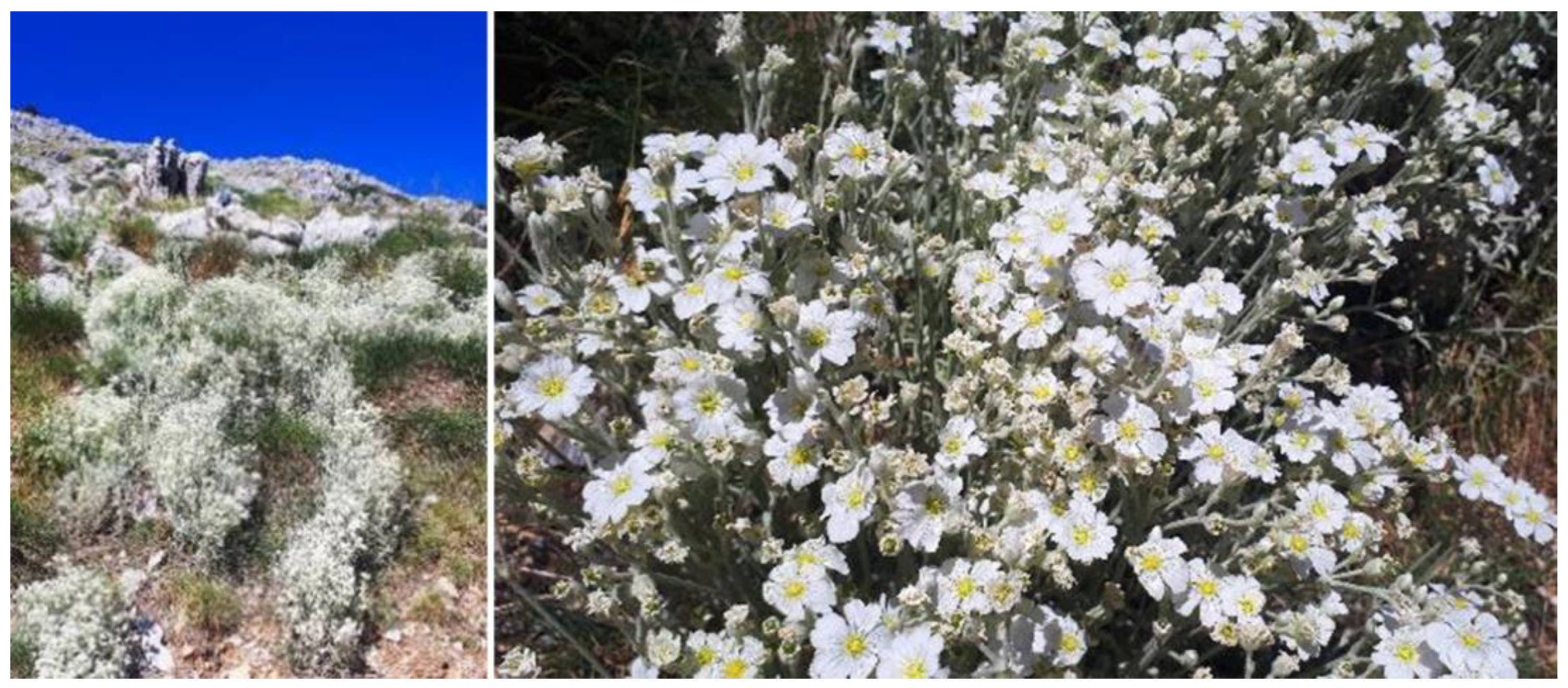 Horticulturae 11 00443 g001