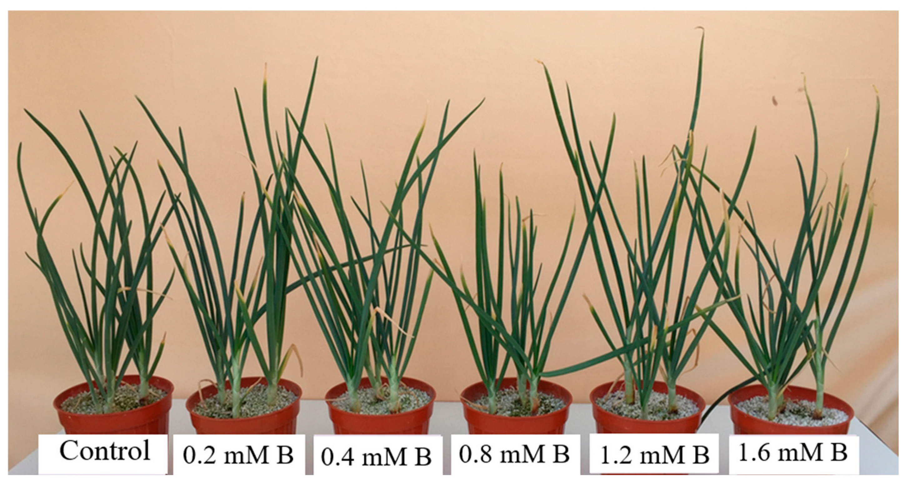 Horticulturae 11 00450 g007