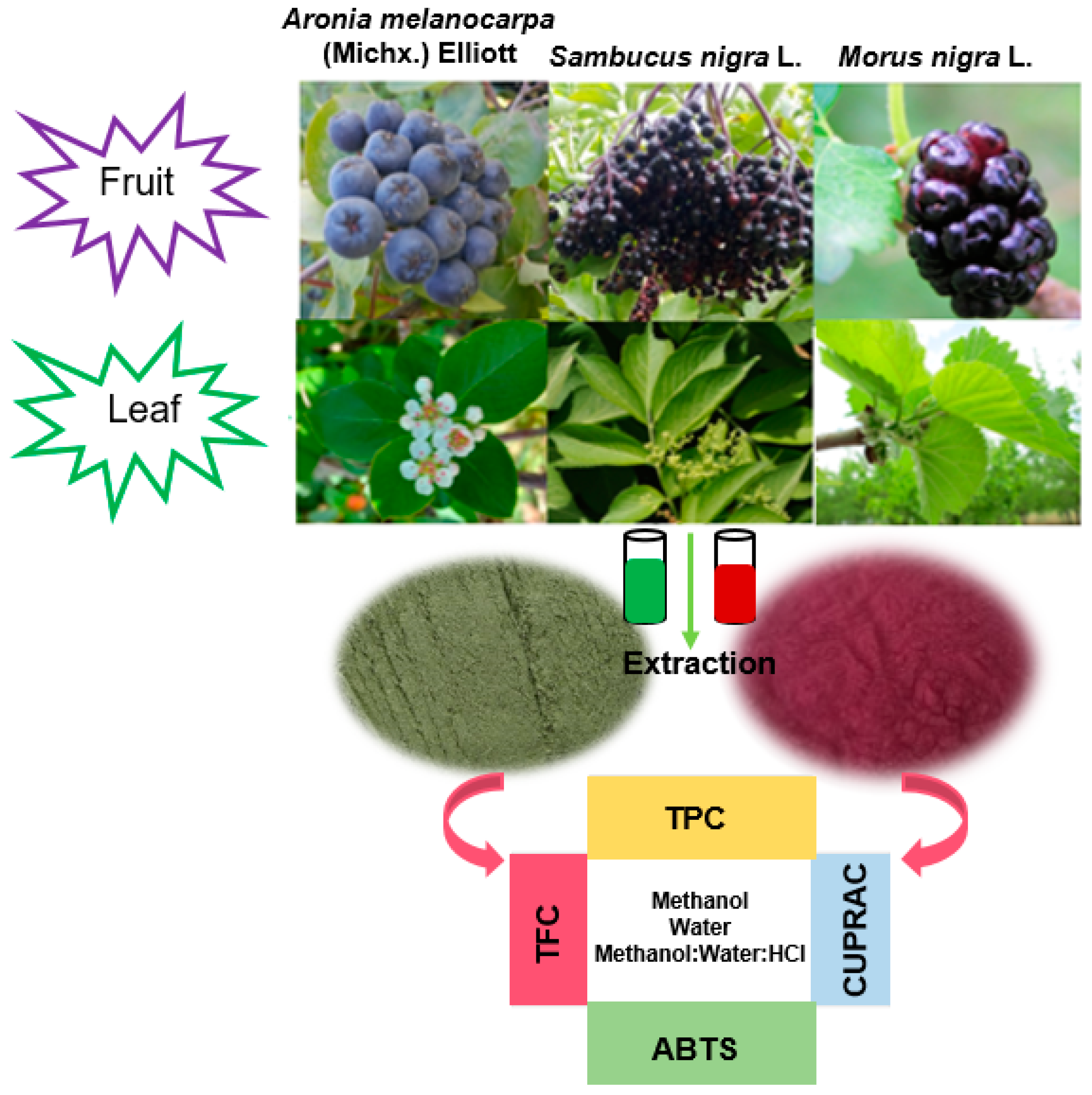 Horticulturae 11 00455 g001