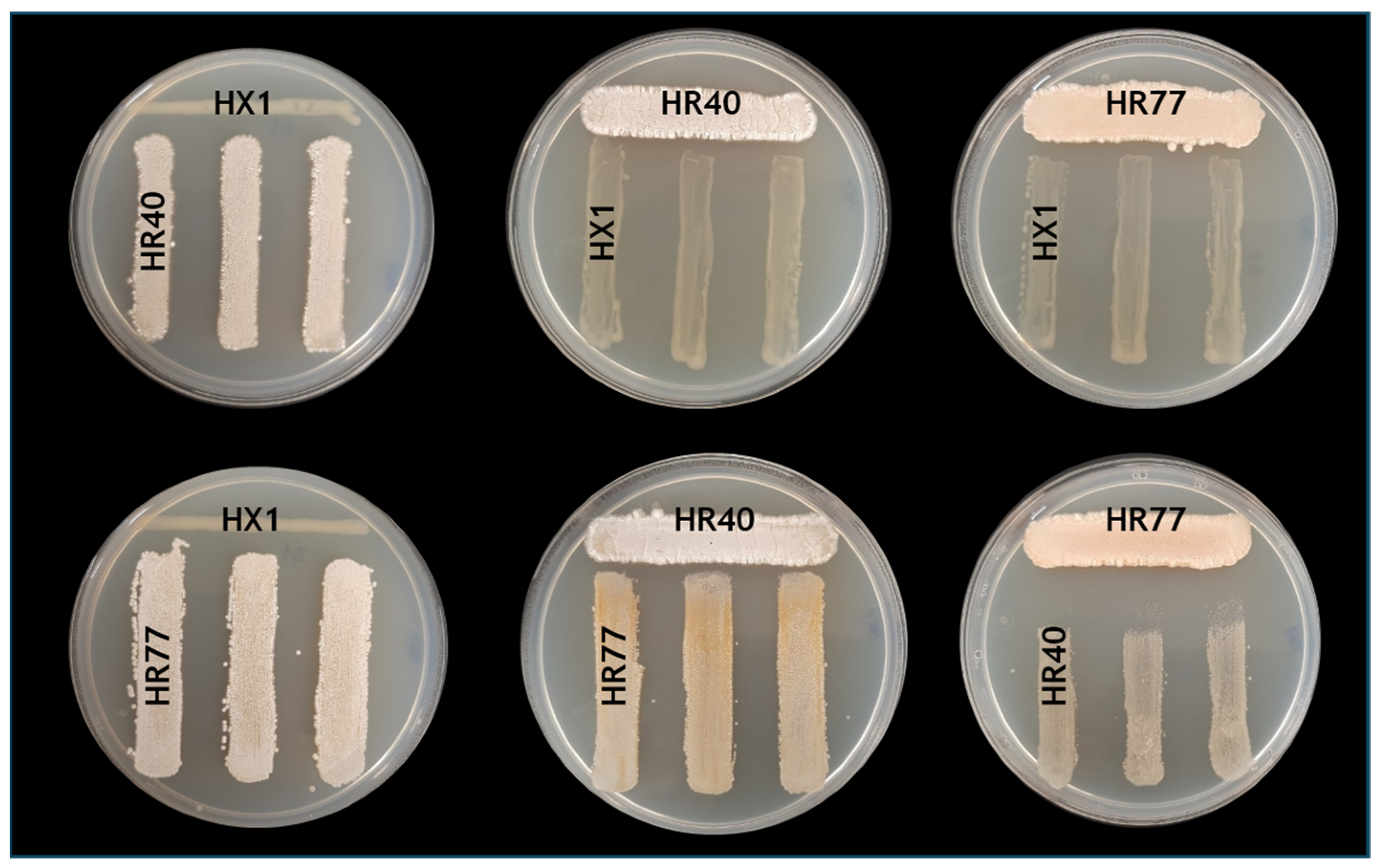 Horticulturae 11 00459 g004