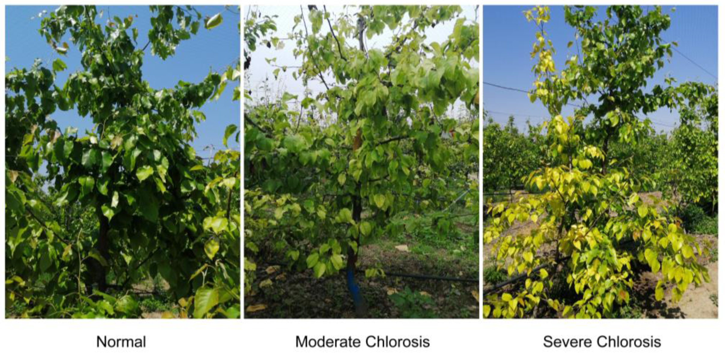 Horticulturae 11 00460 g001