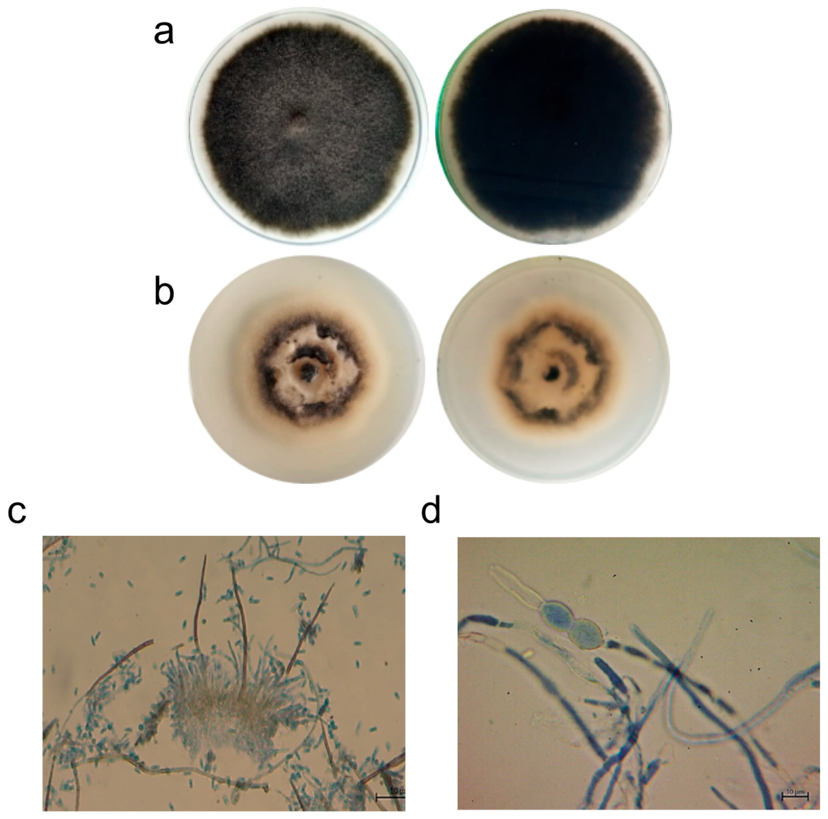 Horticulturae 11 00462 g001