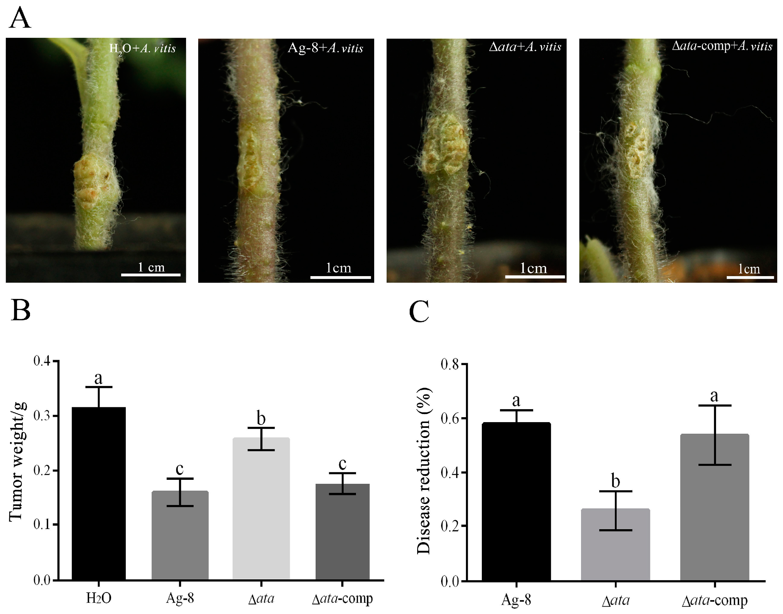 Horticulturae 11 00465 g001