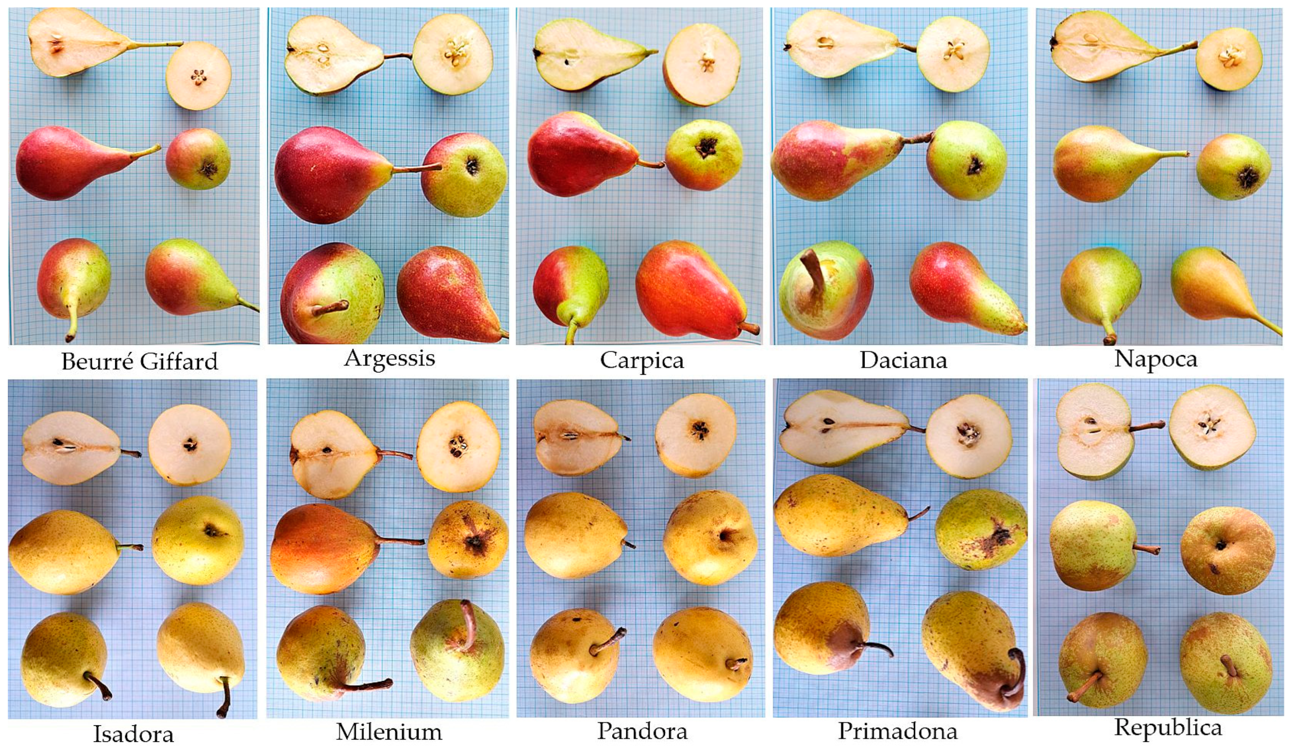 Horticulturae 11 00468 g001