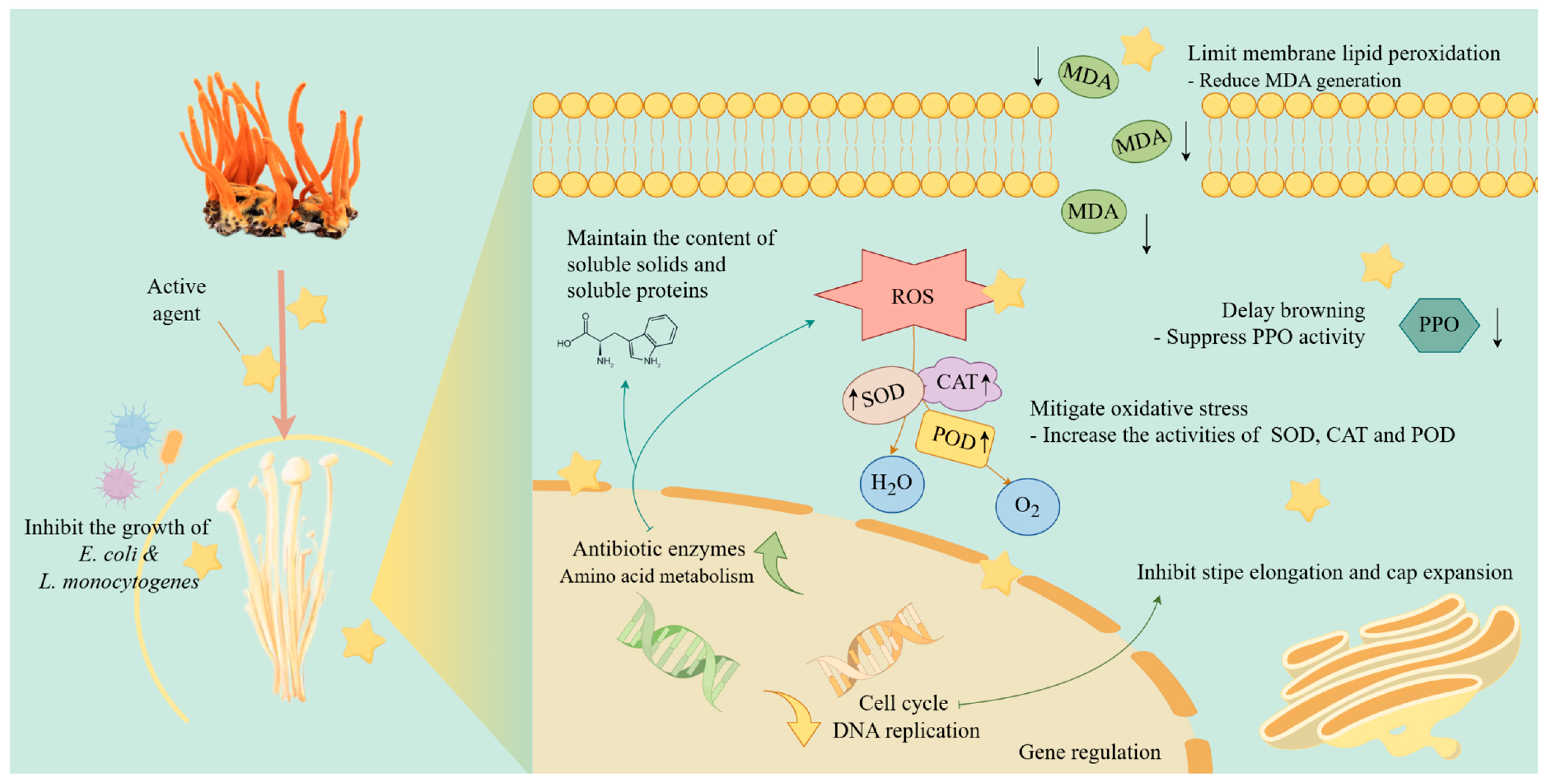 Horticulturae 11 00472 g007