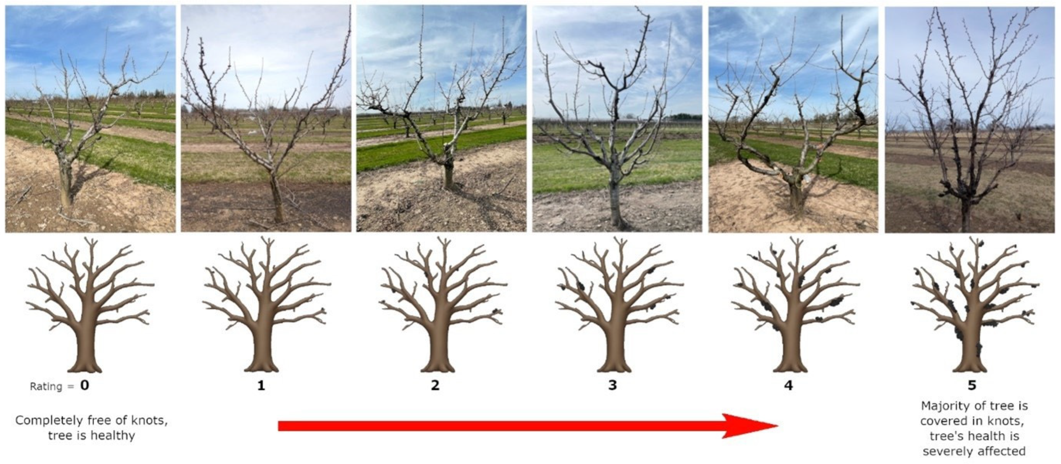 Horticulturae 11 00482 g001