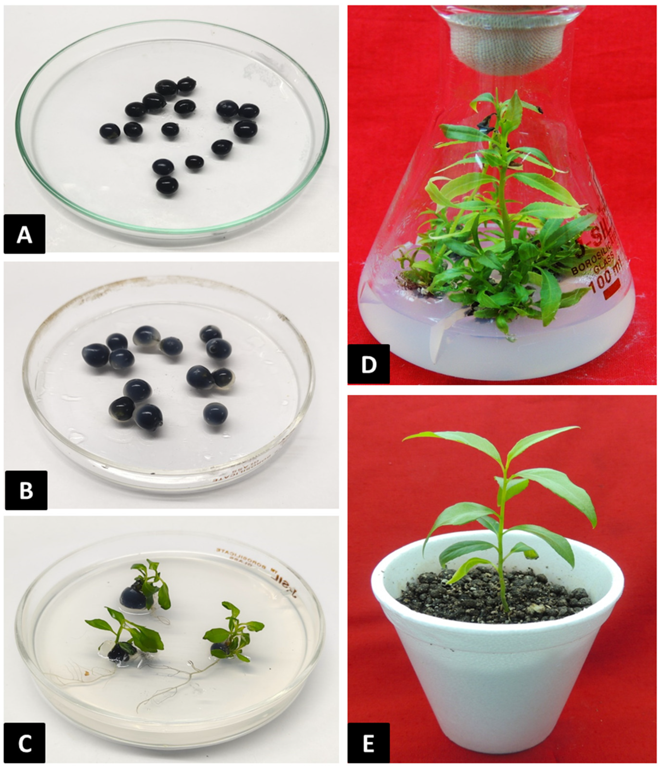 Horticulturae 11 00486 g002
