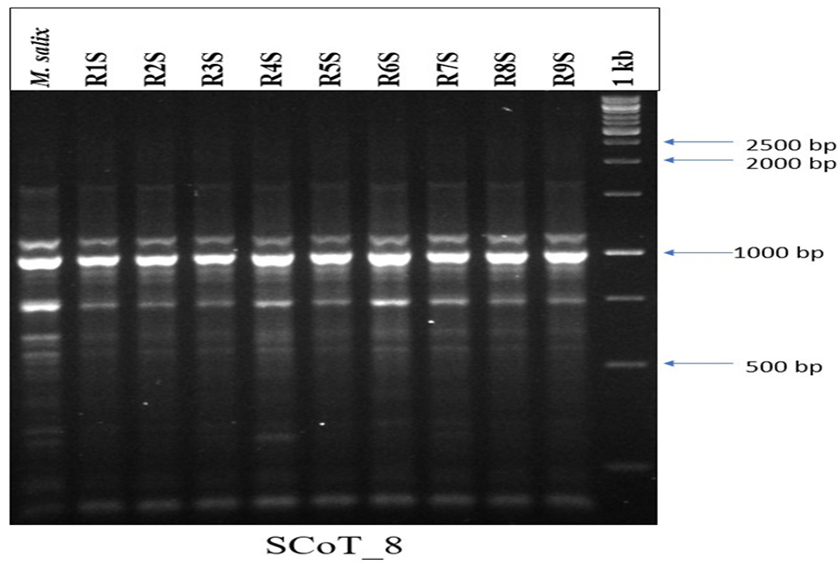 Horticulturae 11 00486 g006