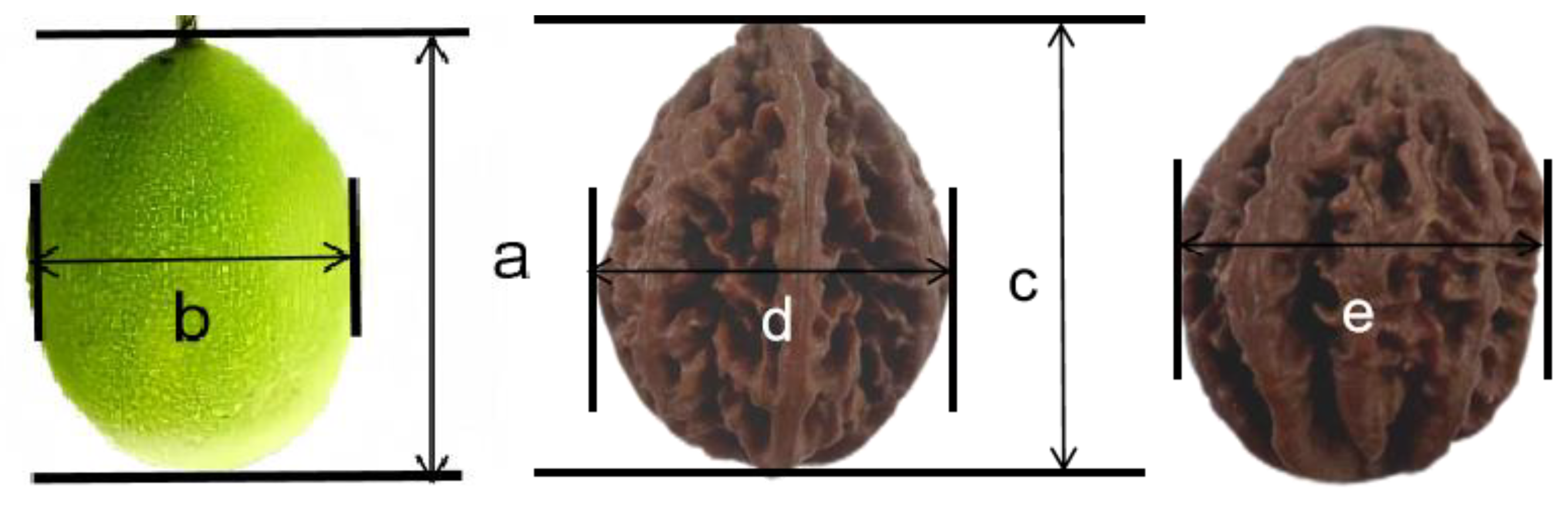 Horticulturae 11 00495 g002