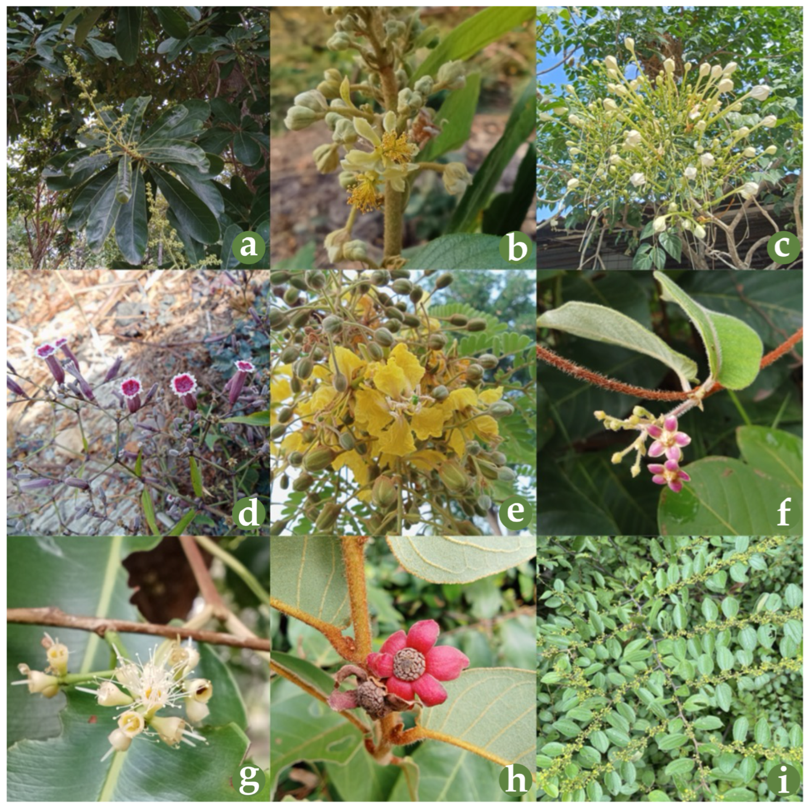 Horticulturae 11 00497 g003