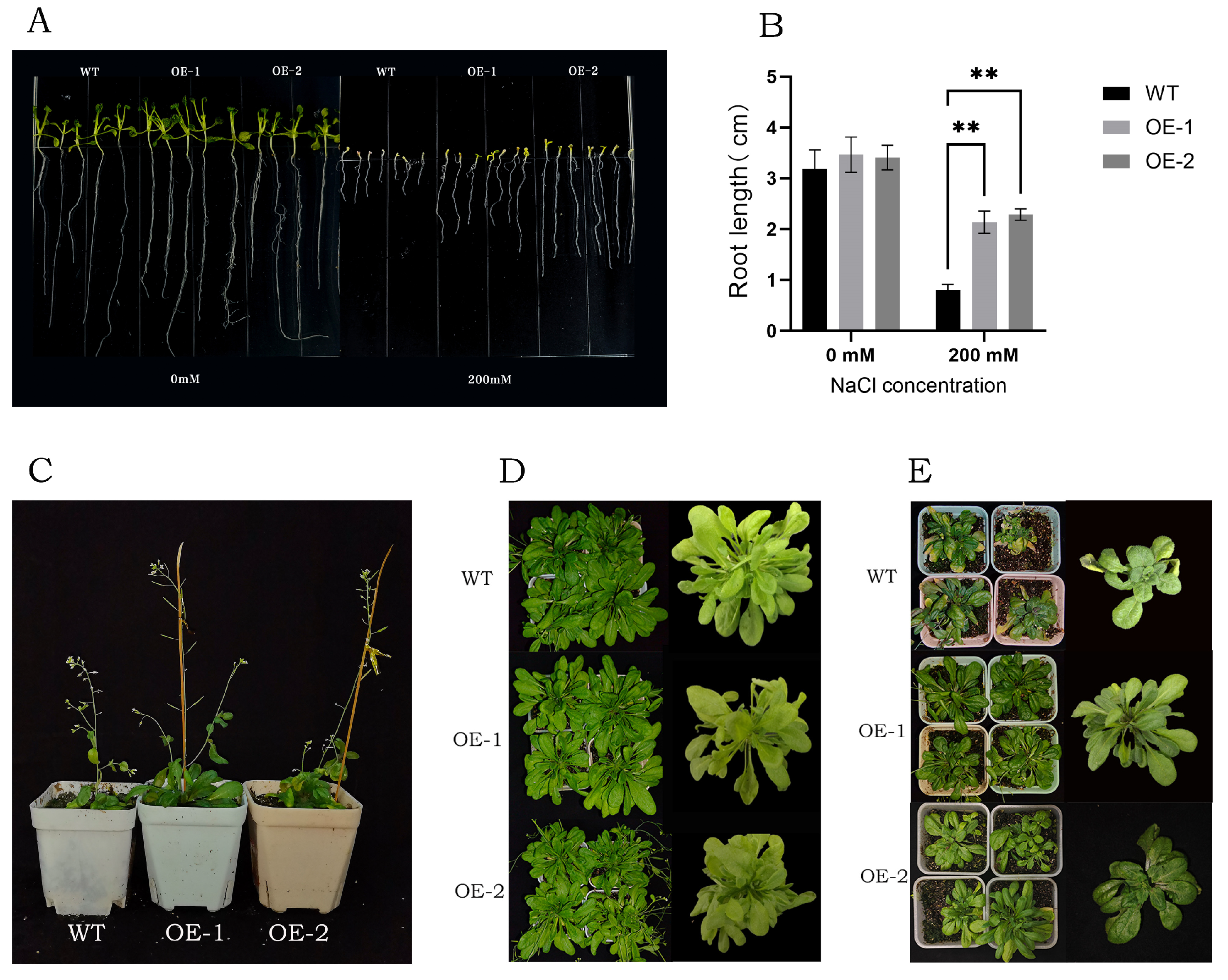 Horticulturae 11 00504 g009