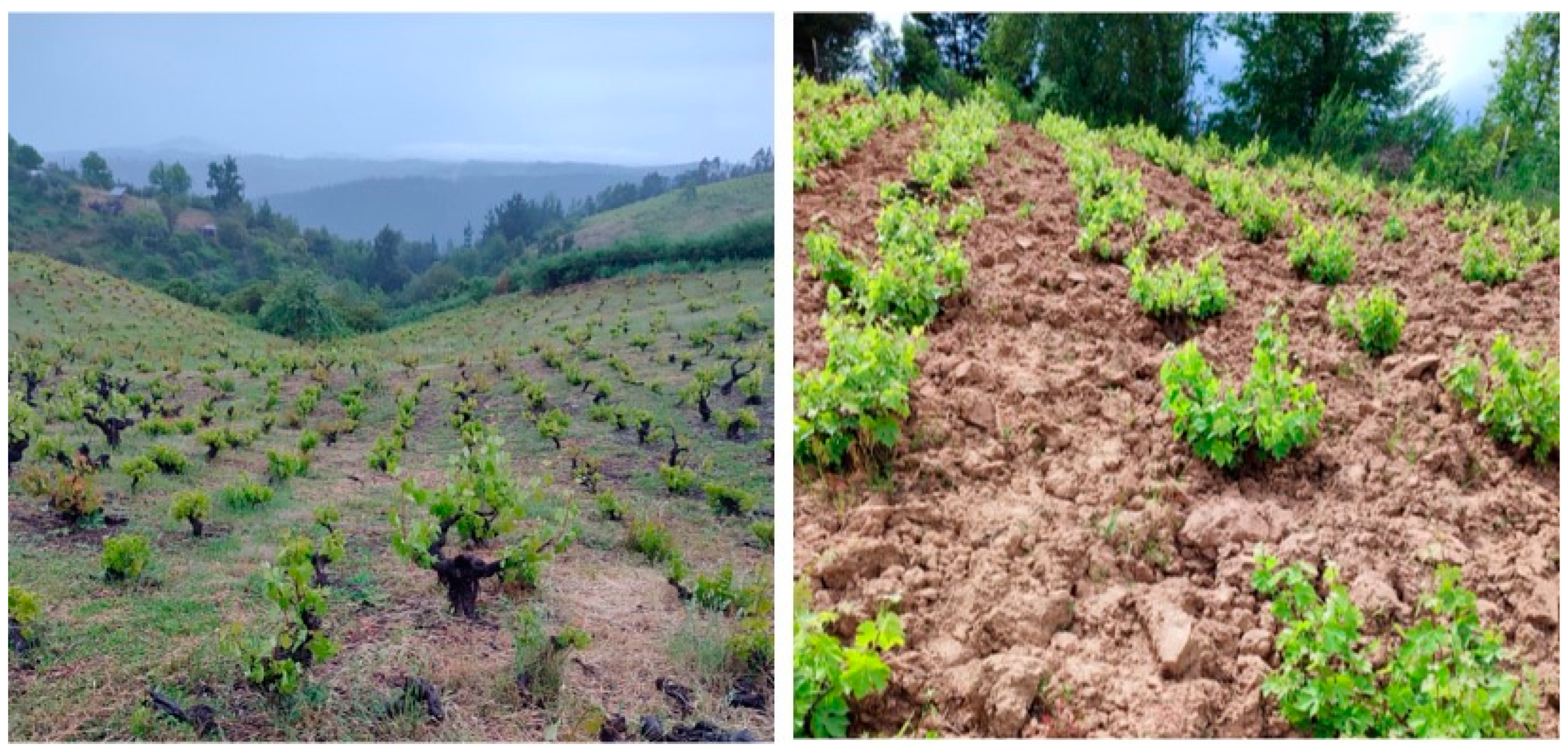 Horticulturae 11 00506 g001